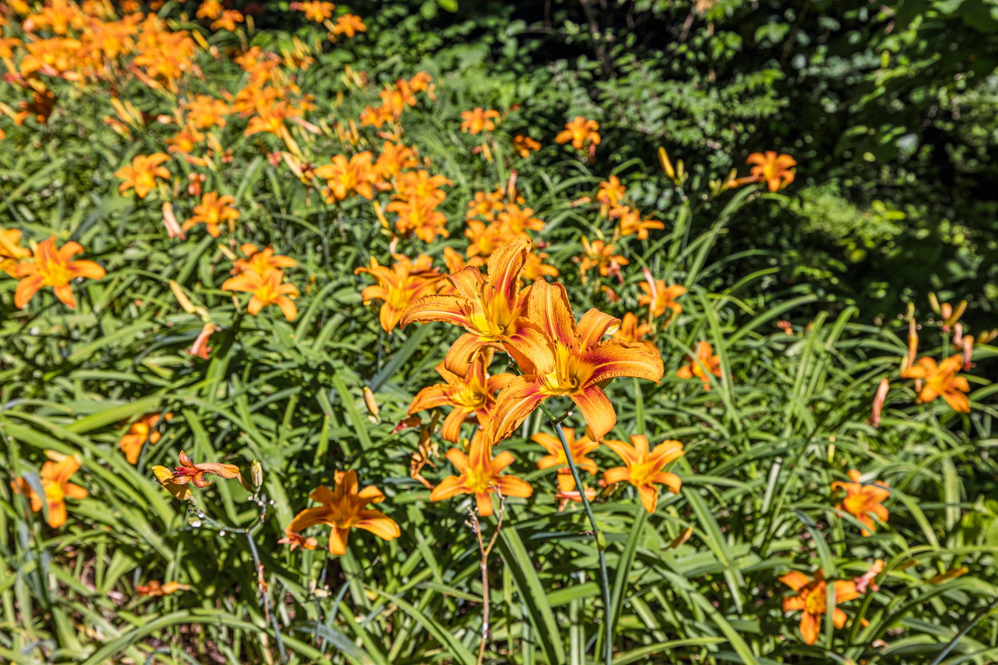 3927 New Highway 96, W