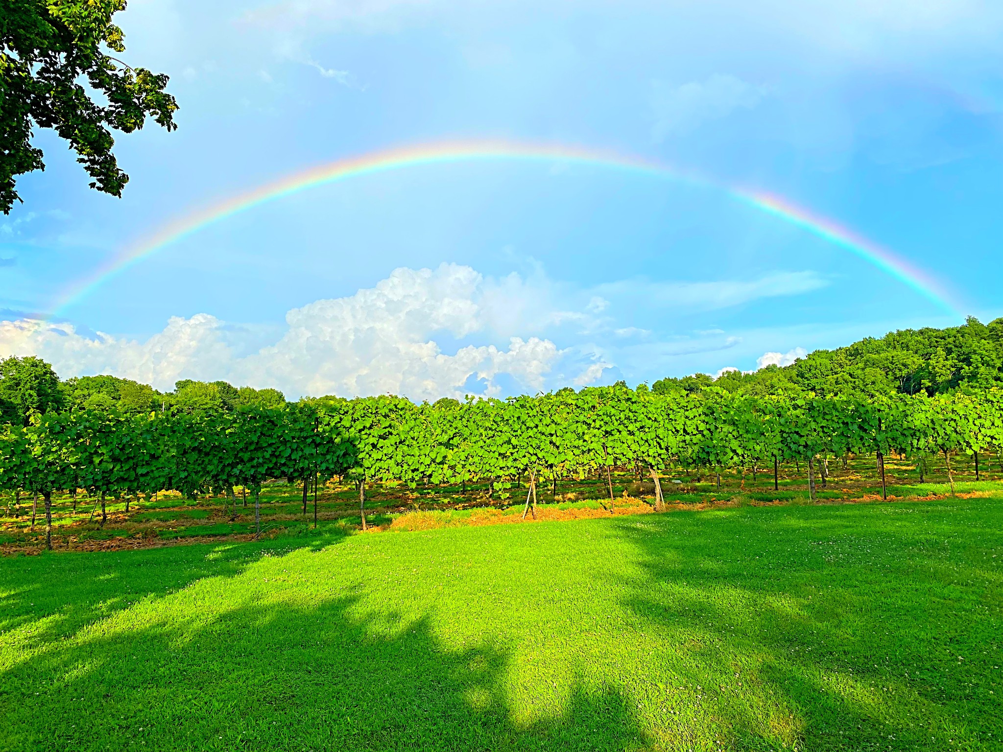 4613 Majestic Meadows Dr