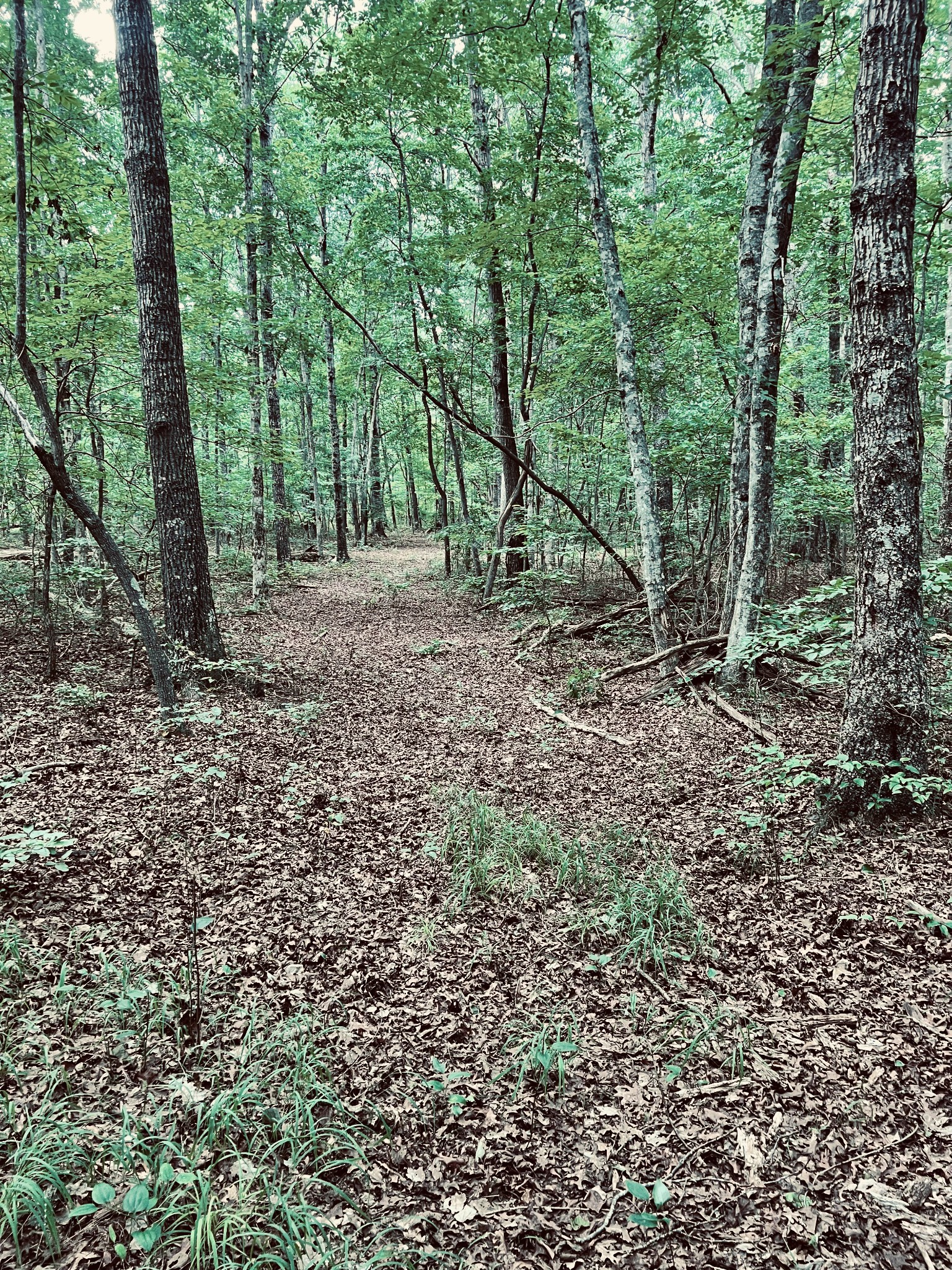 0 Lake Louisa Loop