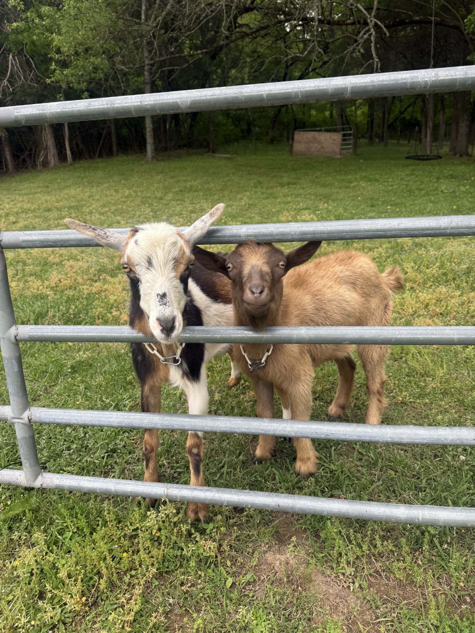 3055 Carters Creek Pike