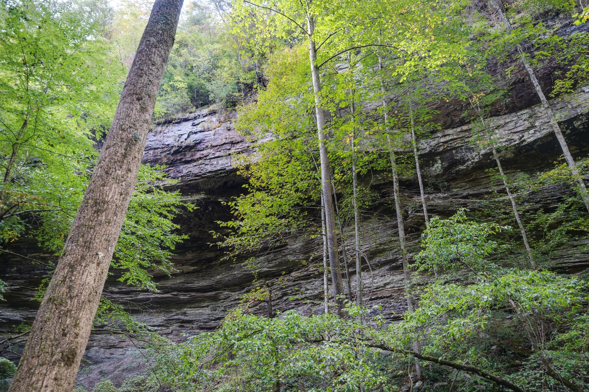484 Deer Lick Trail