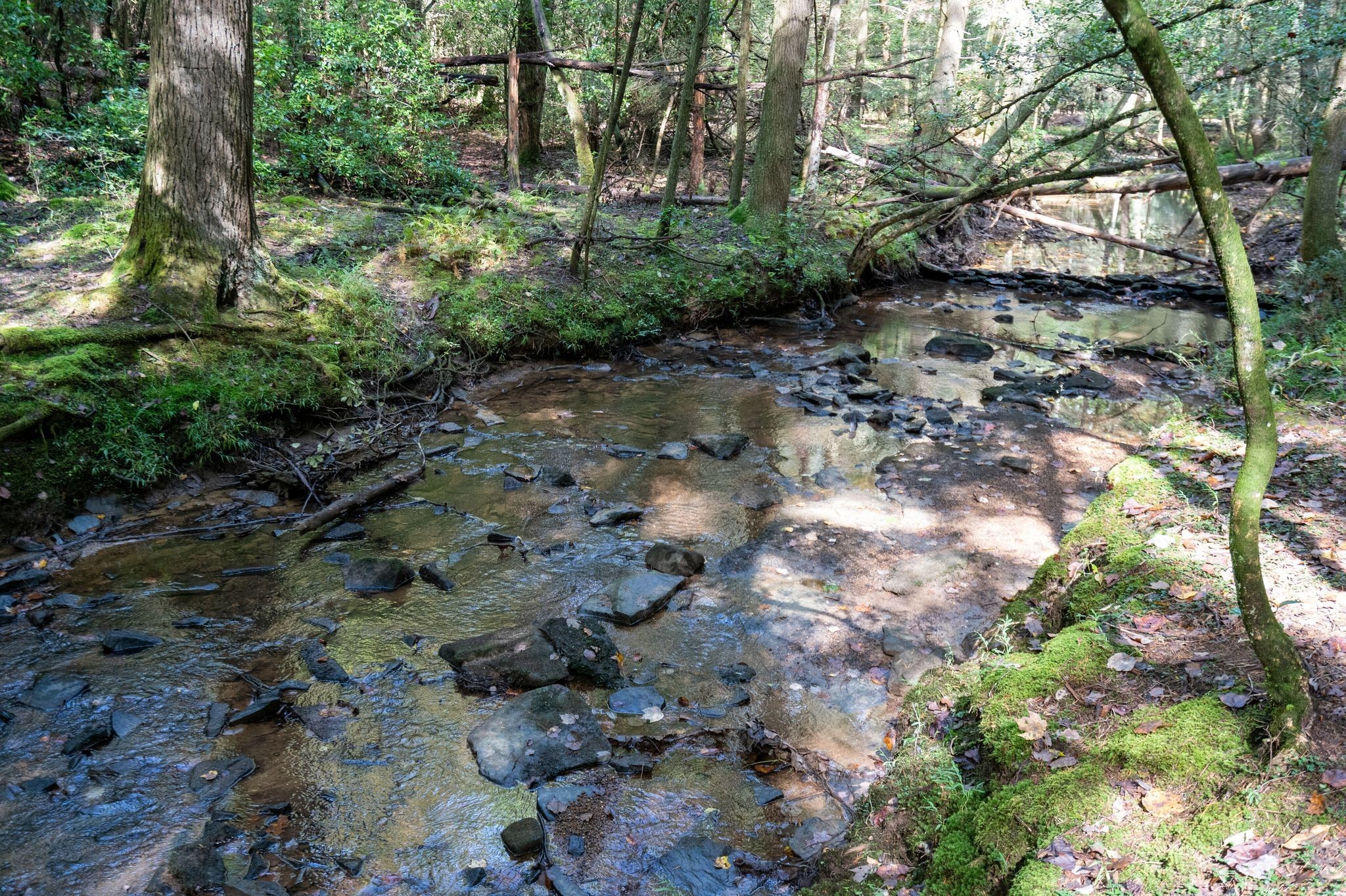 484 Deer Lick Trail