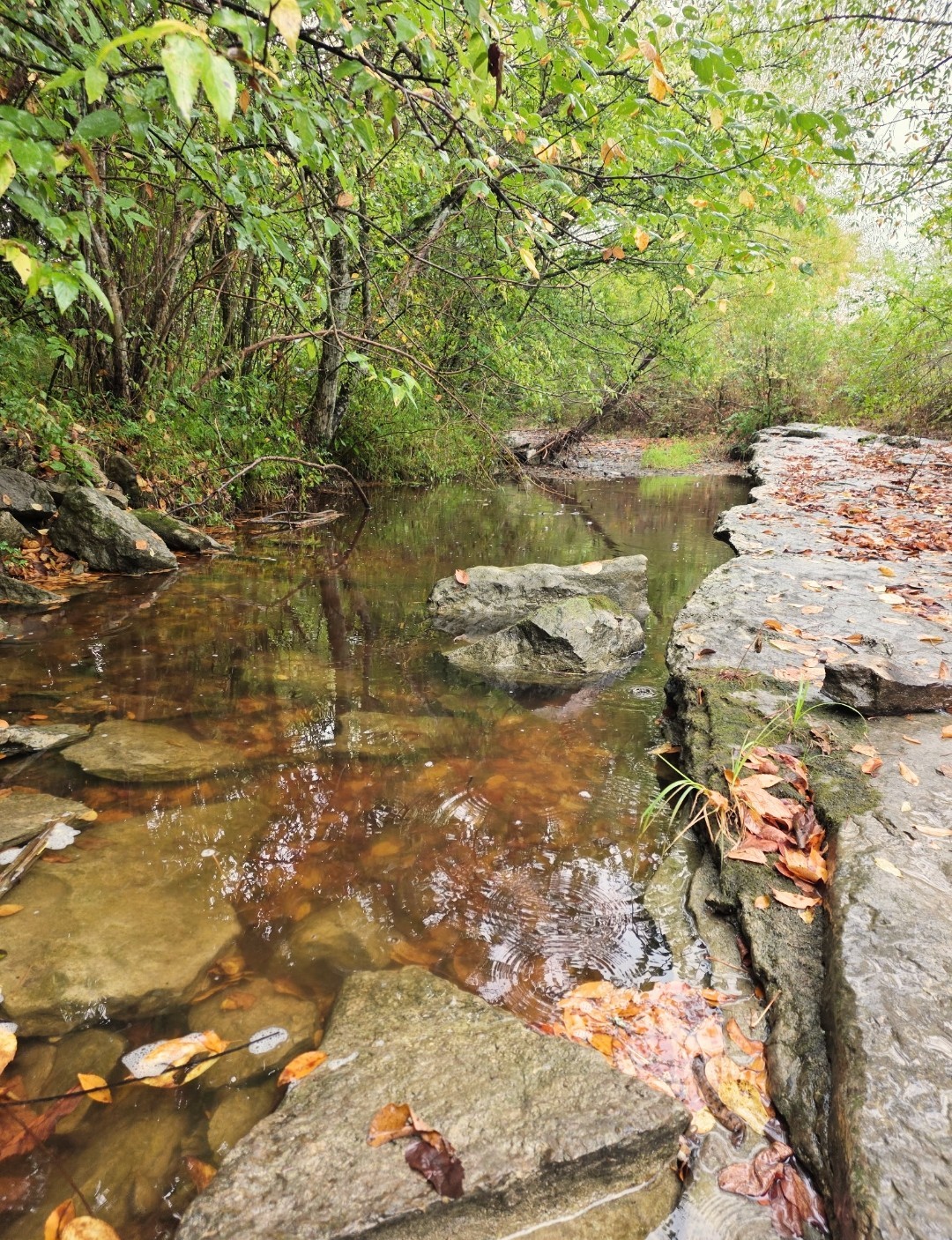 240 Neal Rd