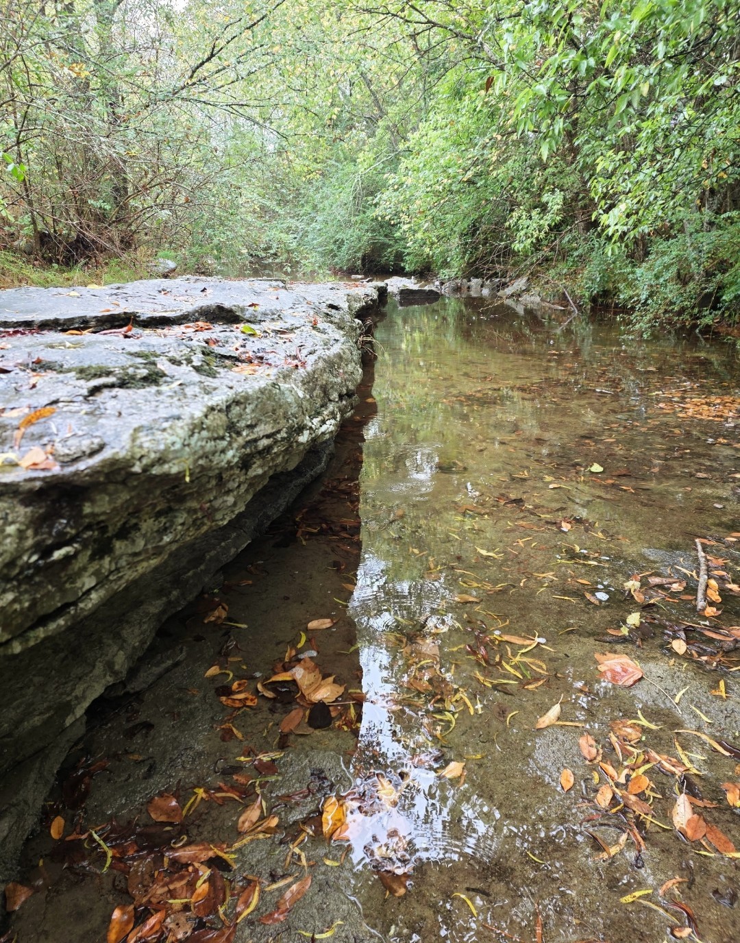 240 Neal Rd