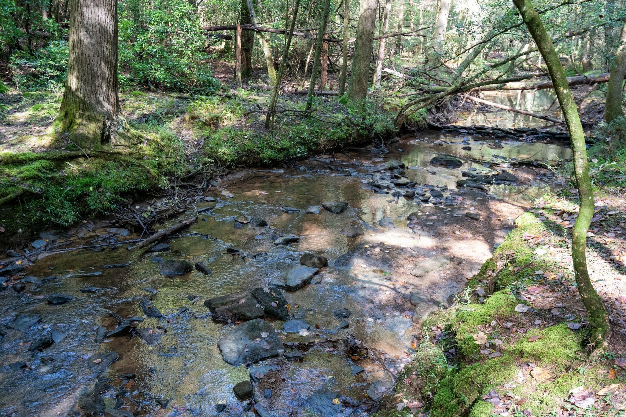 484 Deer Lick Trail