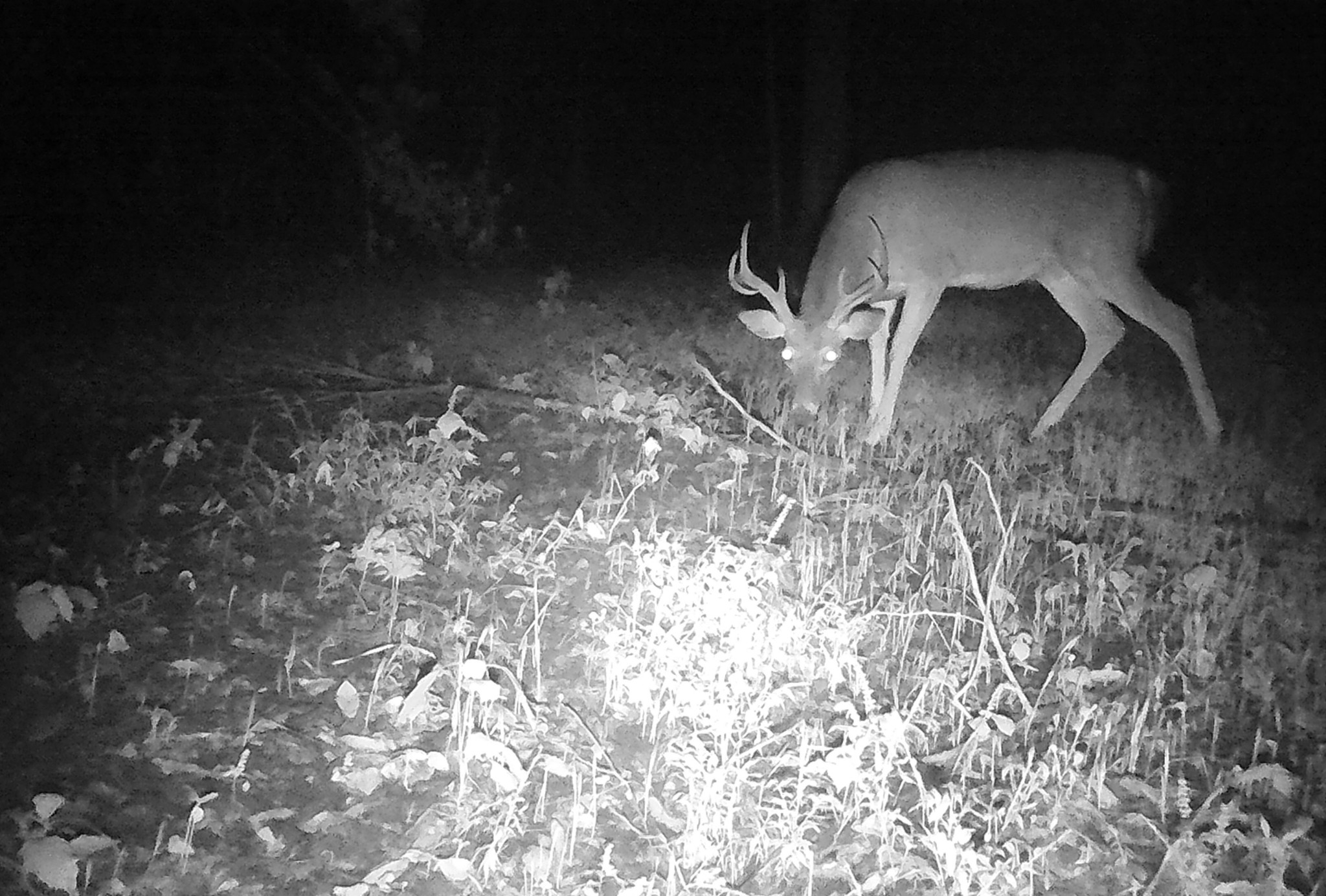 1399 Roberts Creek Rd