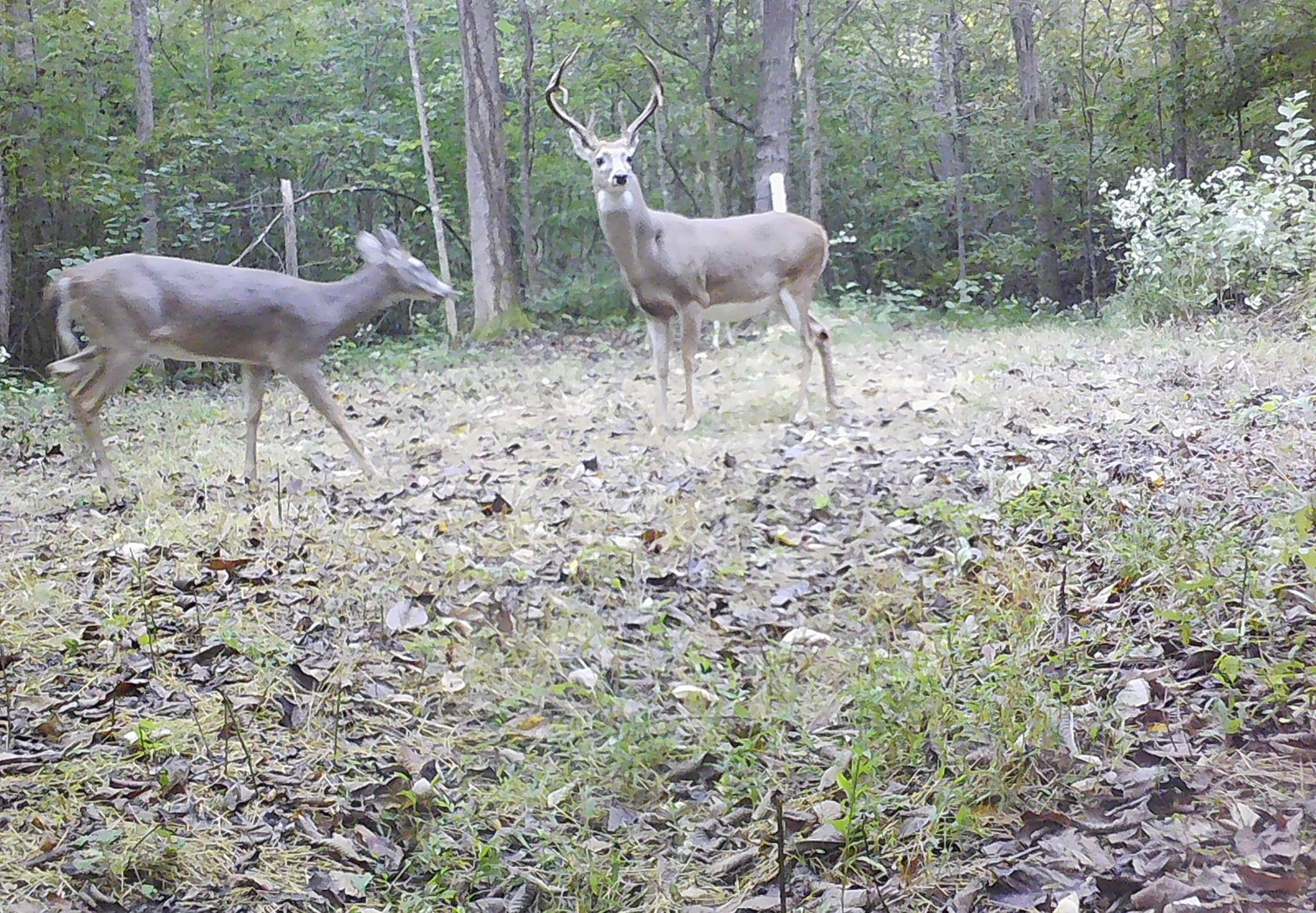 1399 Roberts Creek Rd