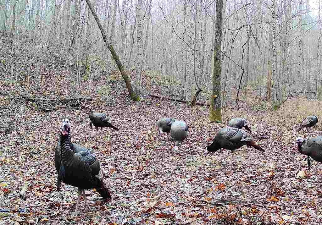 1399 Roberts Creek Rd