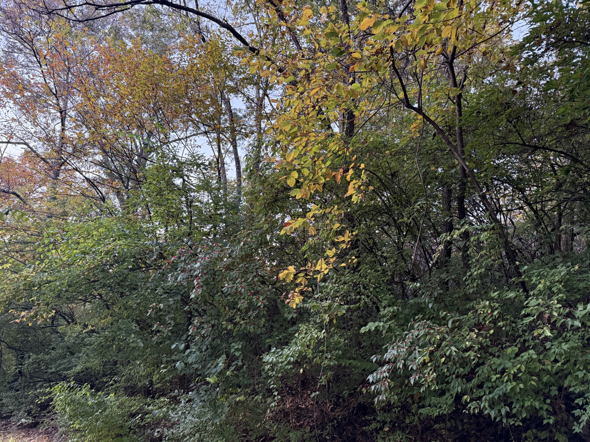 1332 Oakleigh Hill Drive