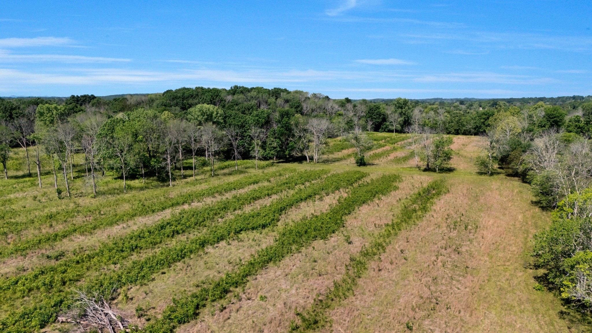 7736 Stewarts Ferry Pike