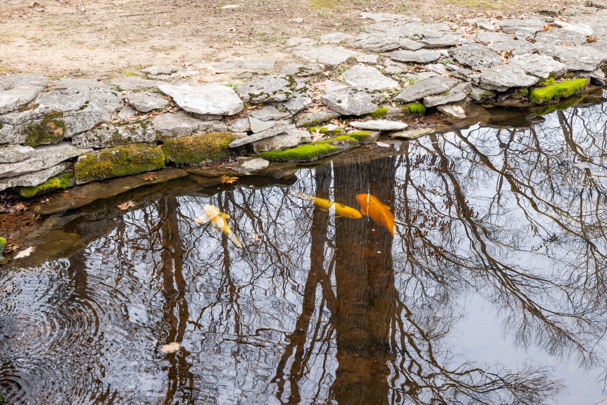 8575 Saundersville Rd