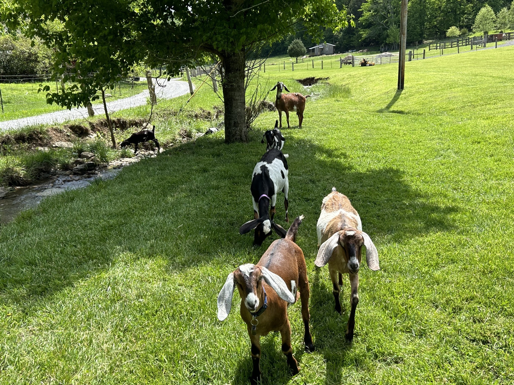 593 Gaulden Hollow Rd