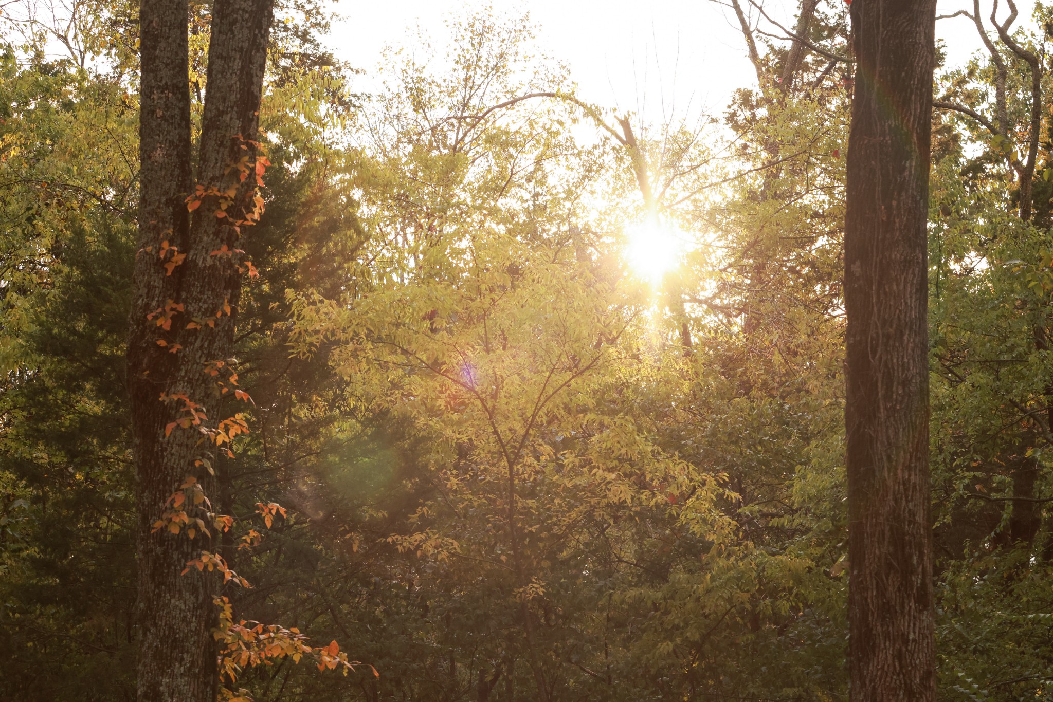 9227 Old Smyrna Rd Lot 5