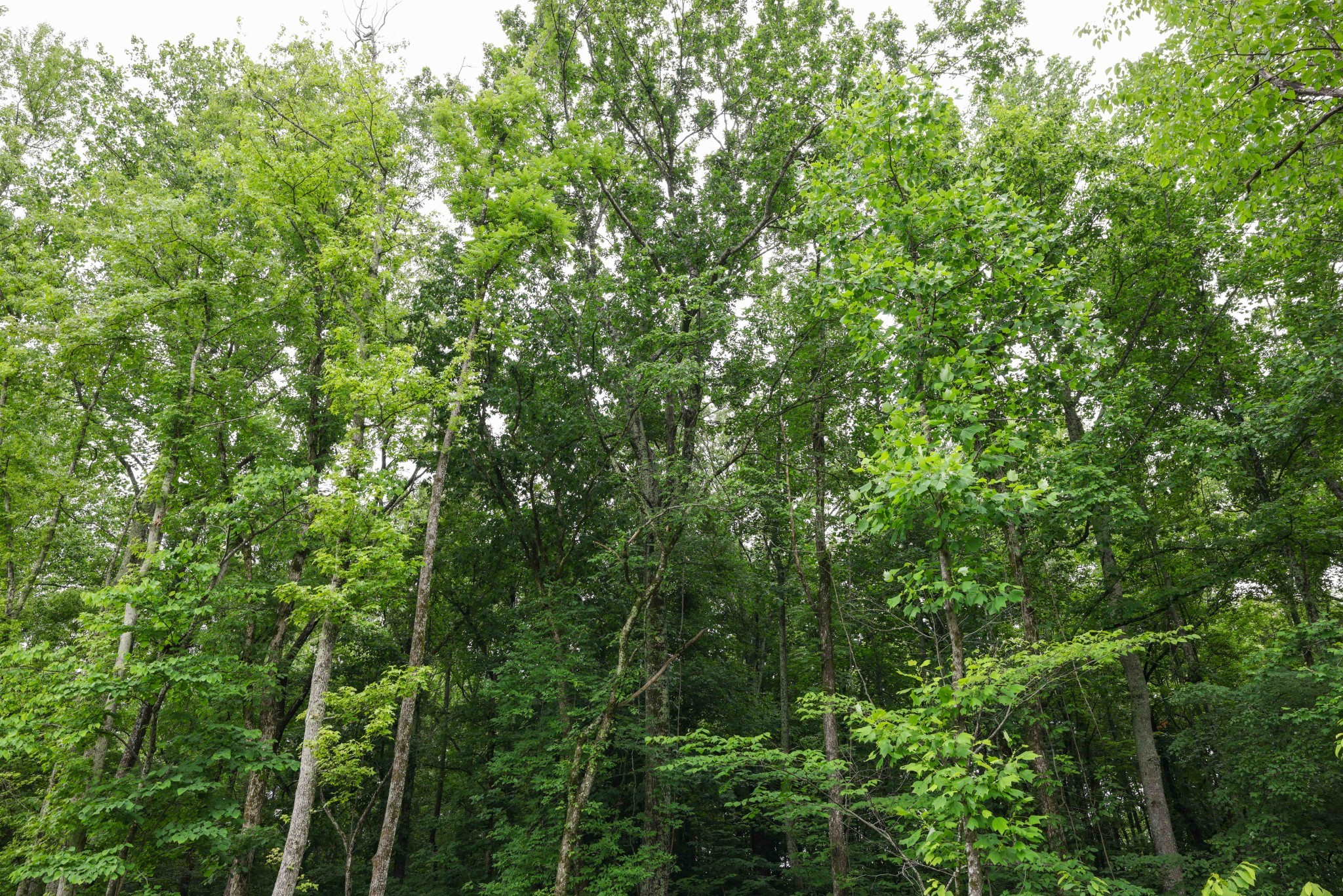 9029 Possum Trot Trail