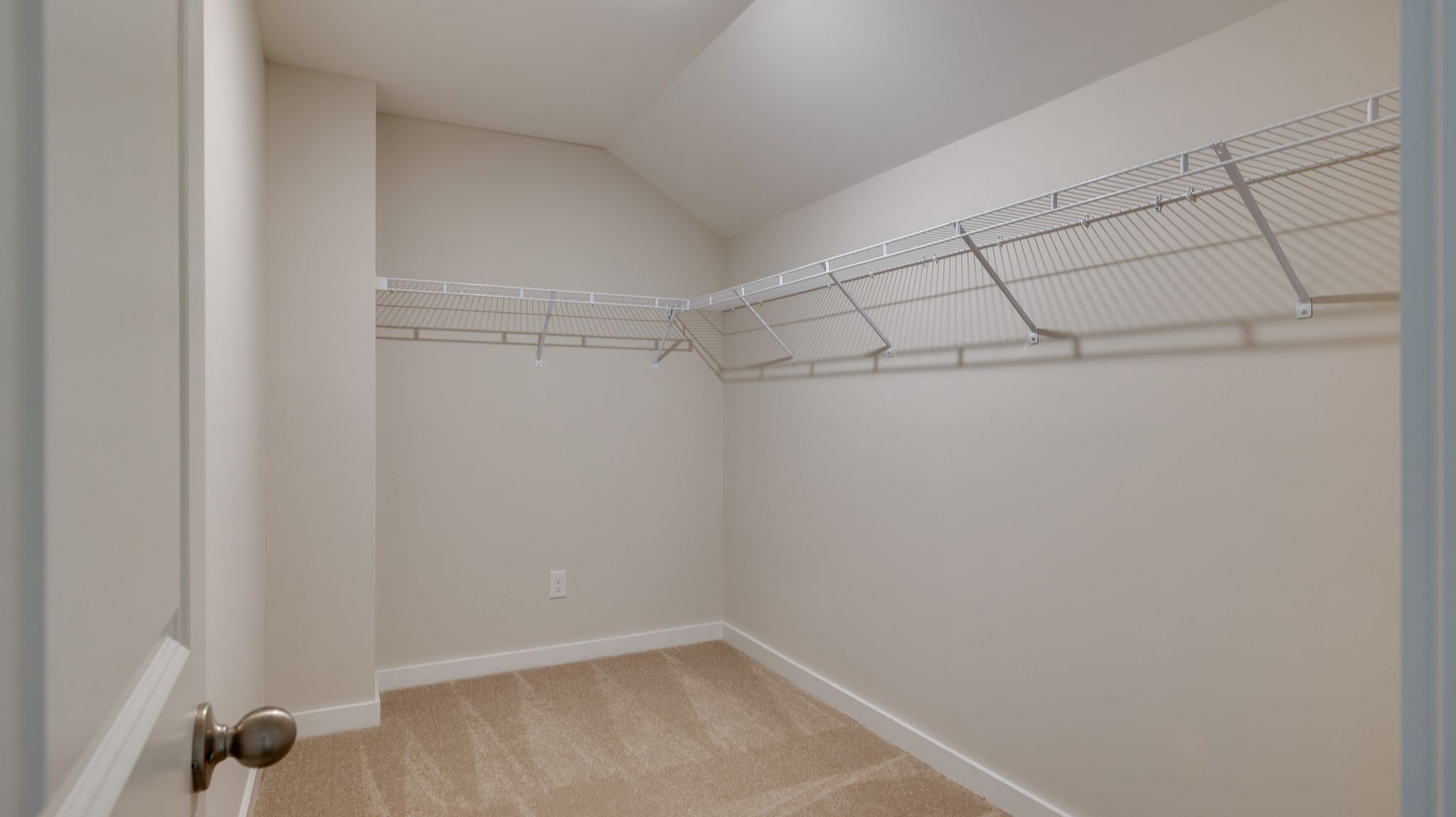 4162 Dream Beetle Loop