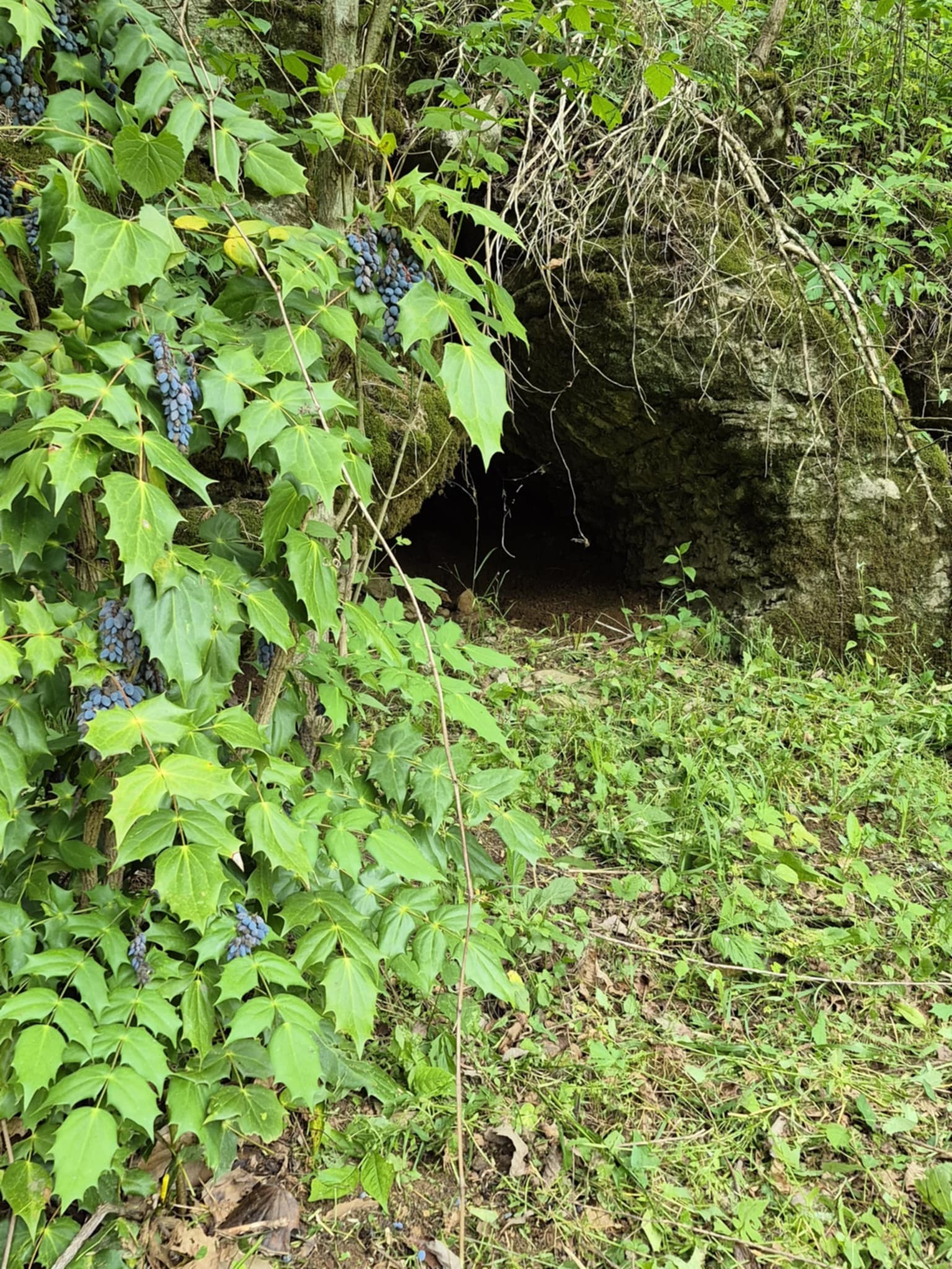 2203 Stones River Rd