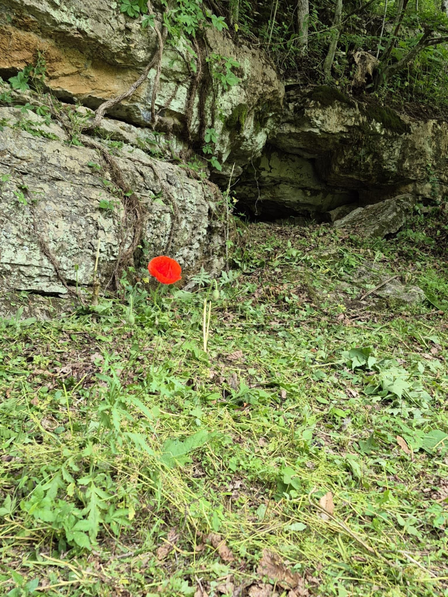 2203 Stones River Rd