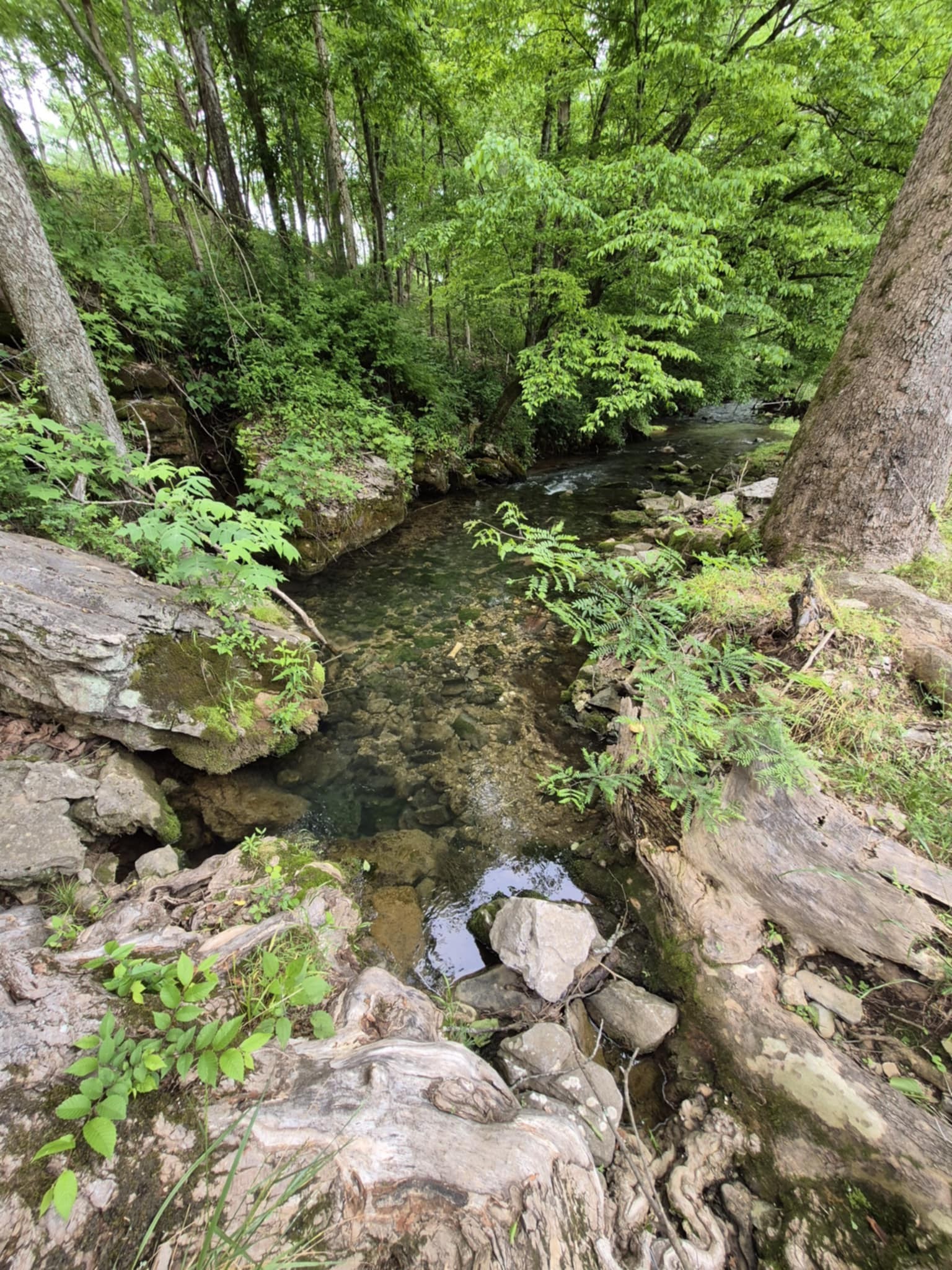 2203 Stones River Rd