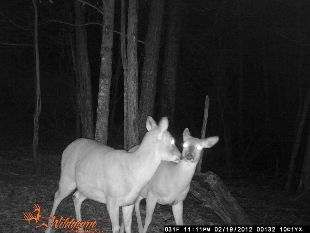 2203 Stones River Rd