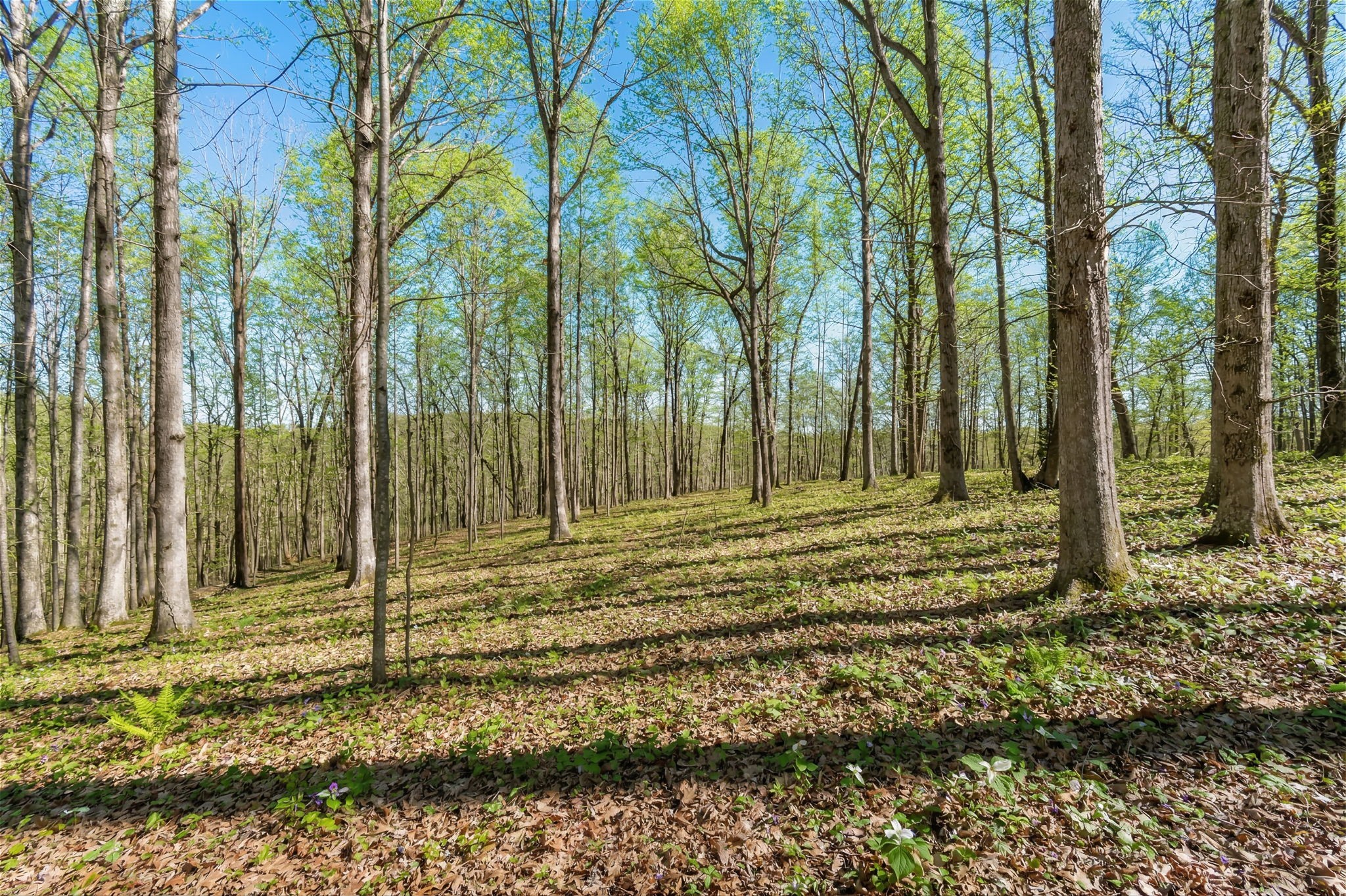 5717 Quest Ridge Rd