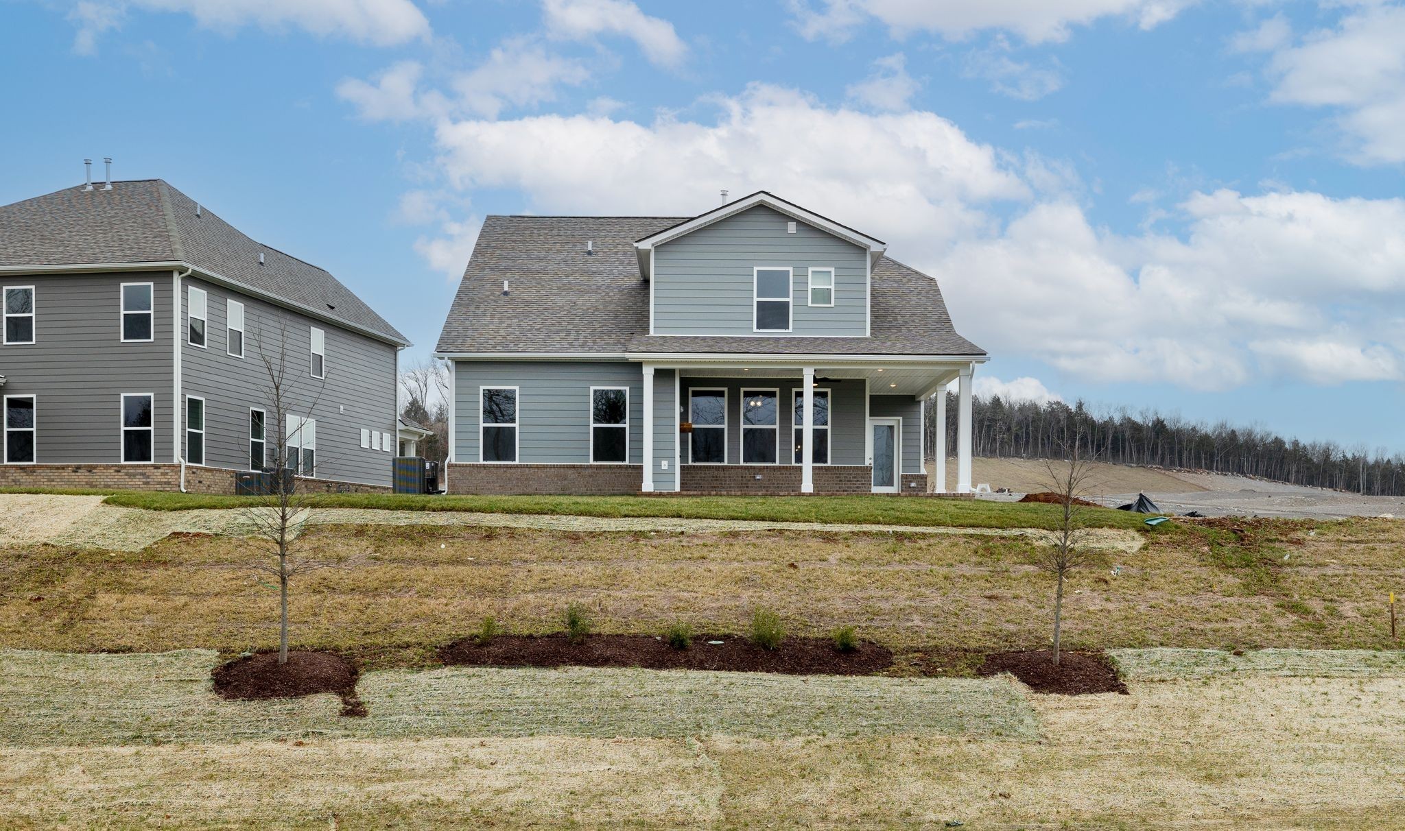 4162 Dream Beetle Loop