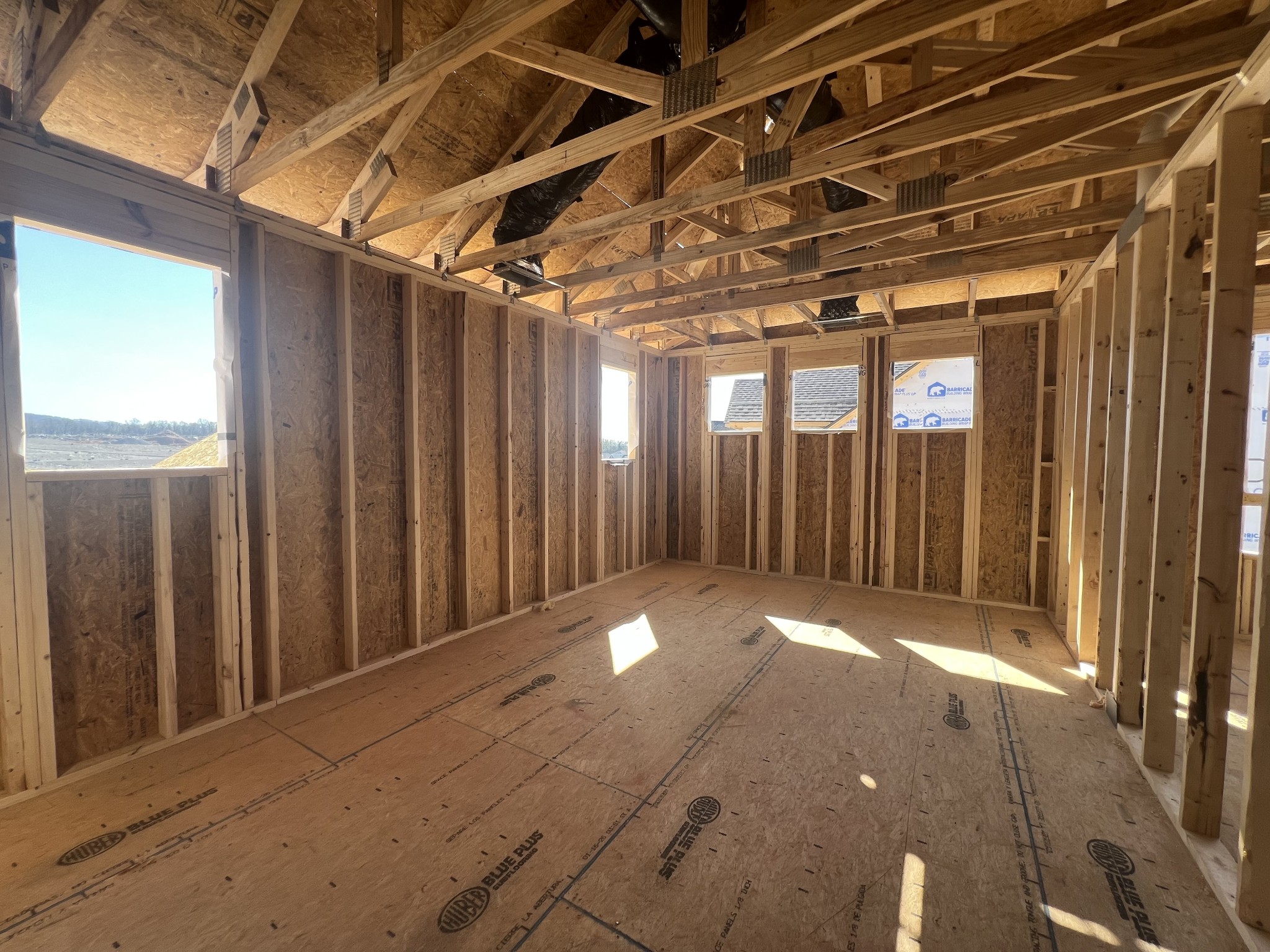 4150 Dream Beetle Loop