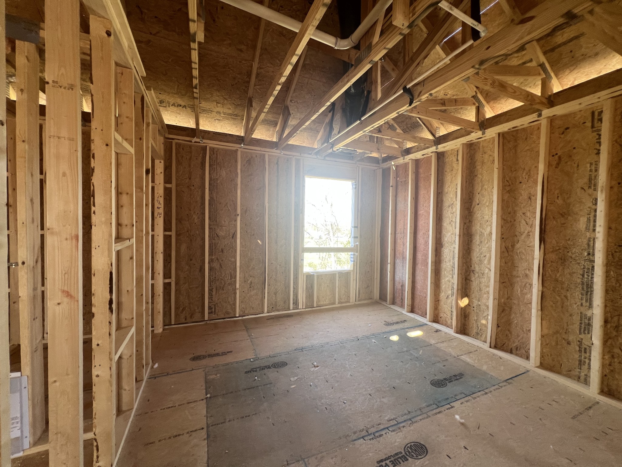 4150 Dream Beetle Loop