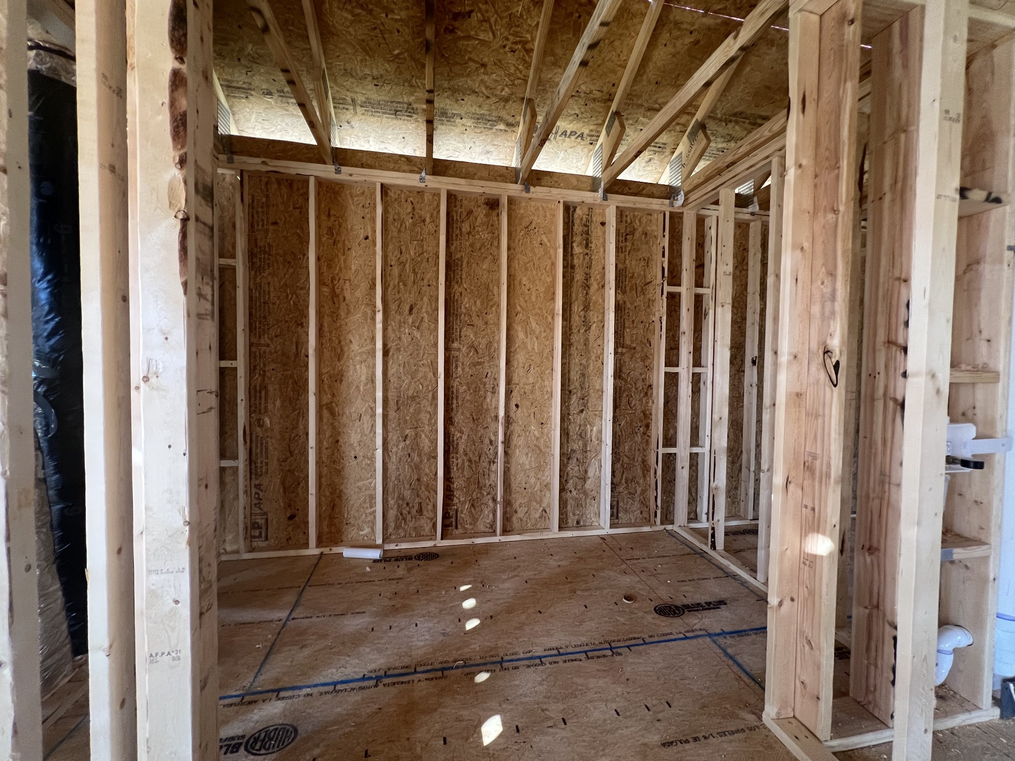 4150 Dream Beetle Loop