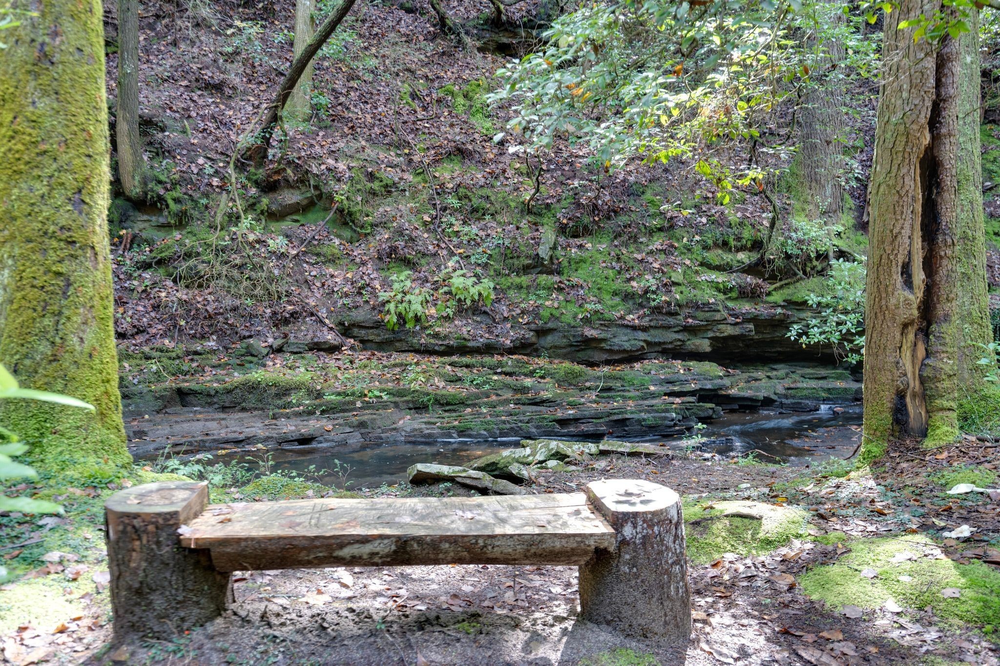 484 Deer Lick Trail