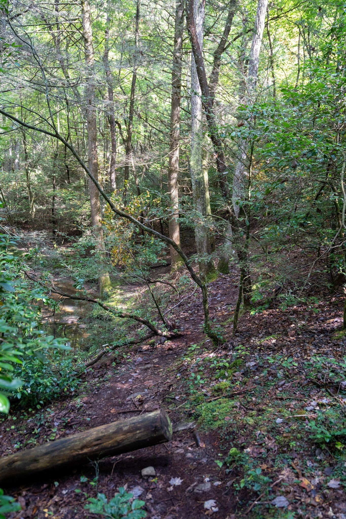 484 Deer Lick Trail