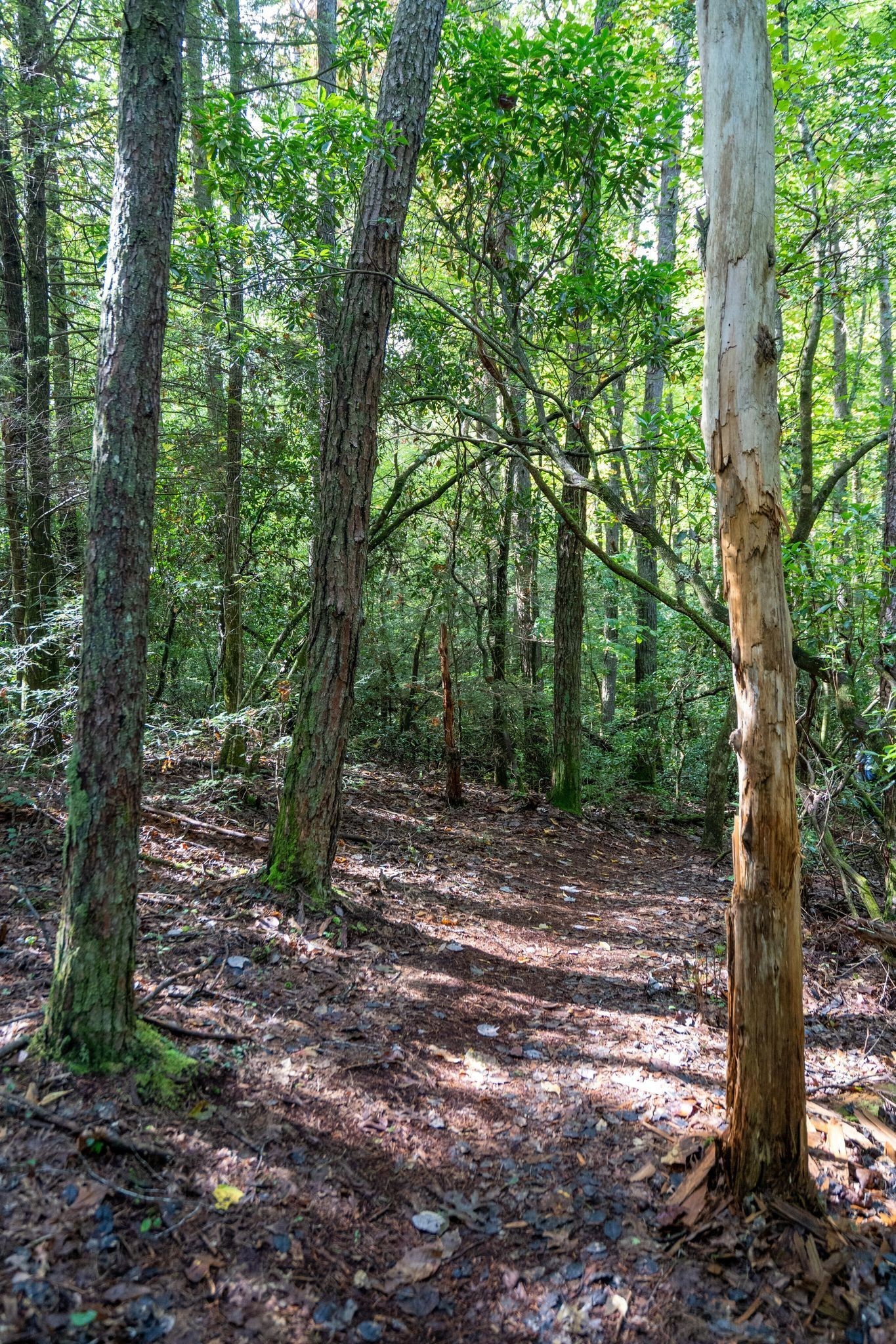 484 Deer Lick Trail