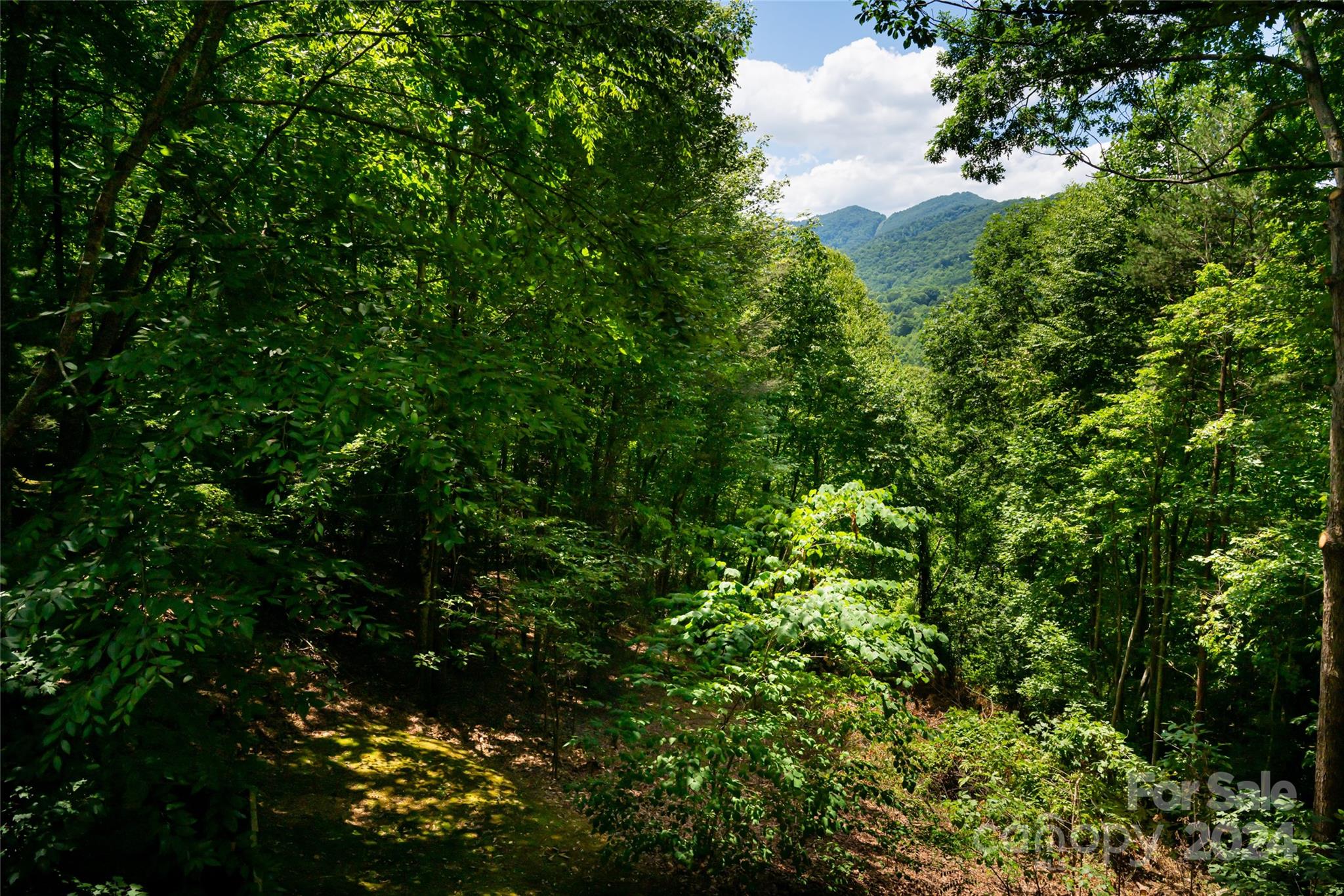 54 Piney Branch Drive