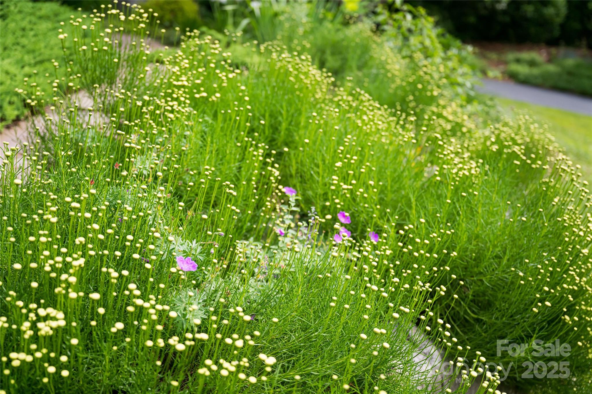 7 White Palmer Court