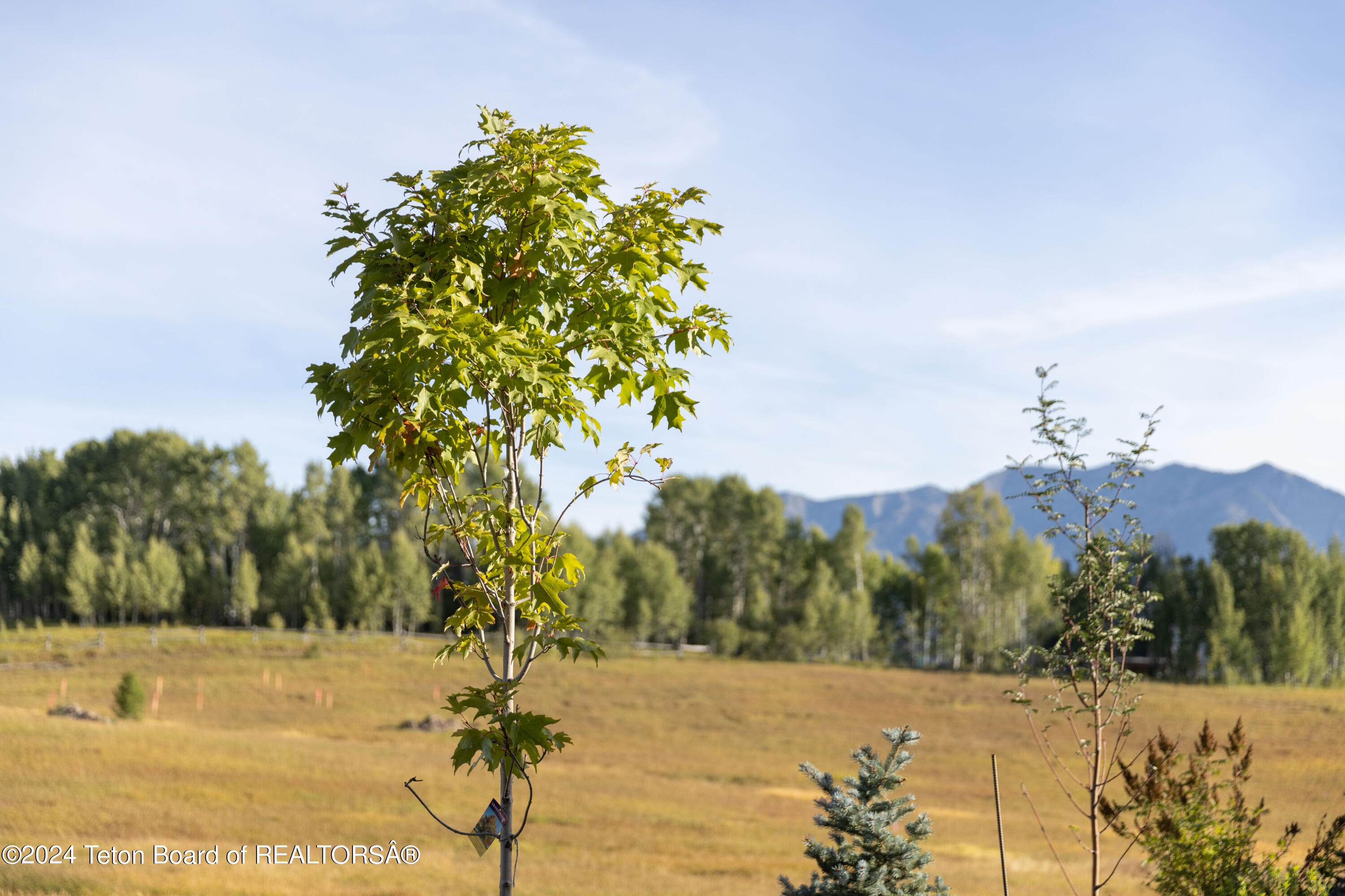 86 CARIBOU FOREST Drive