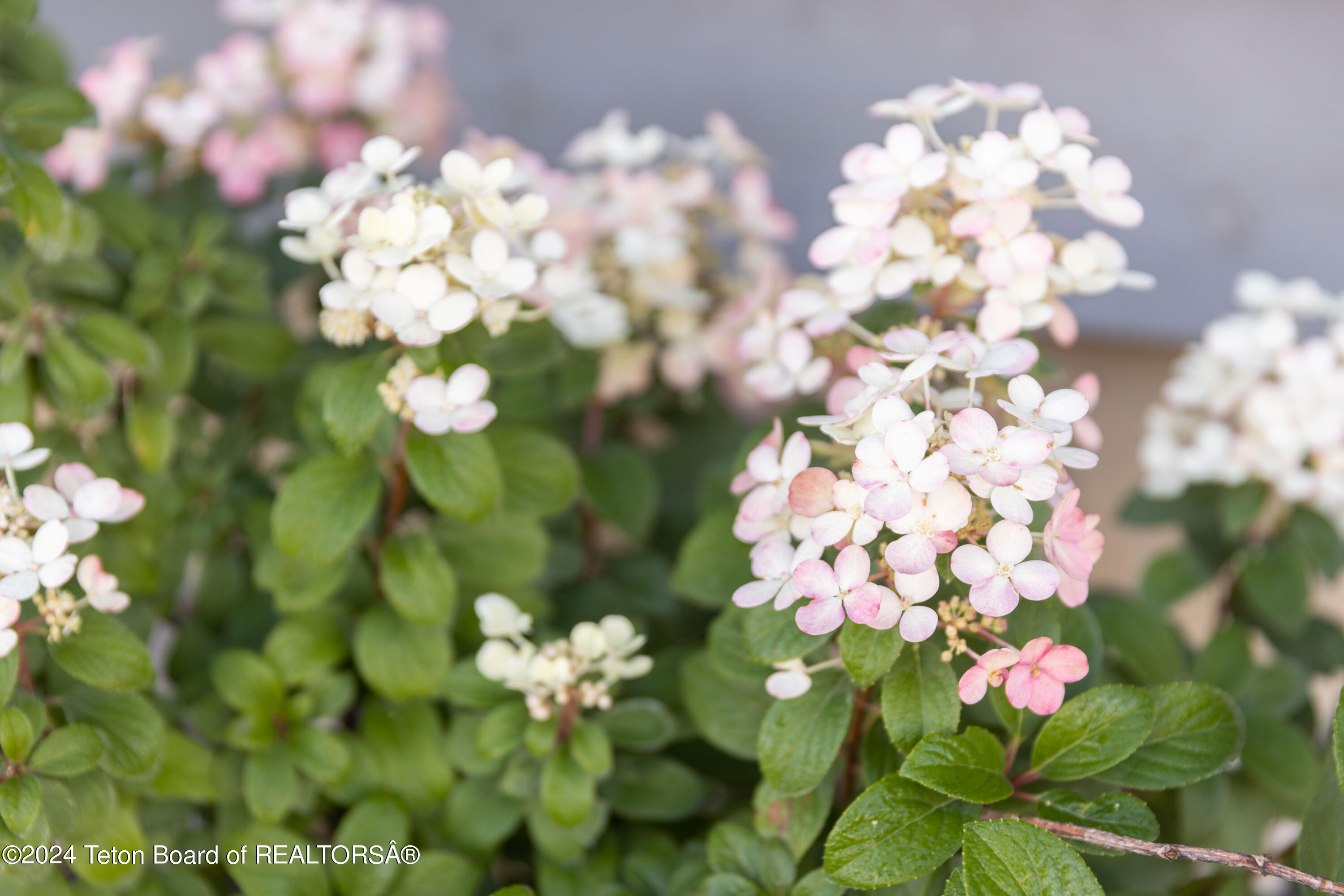 86 CARIBOU FOREST Drive