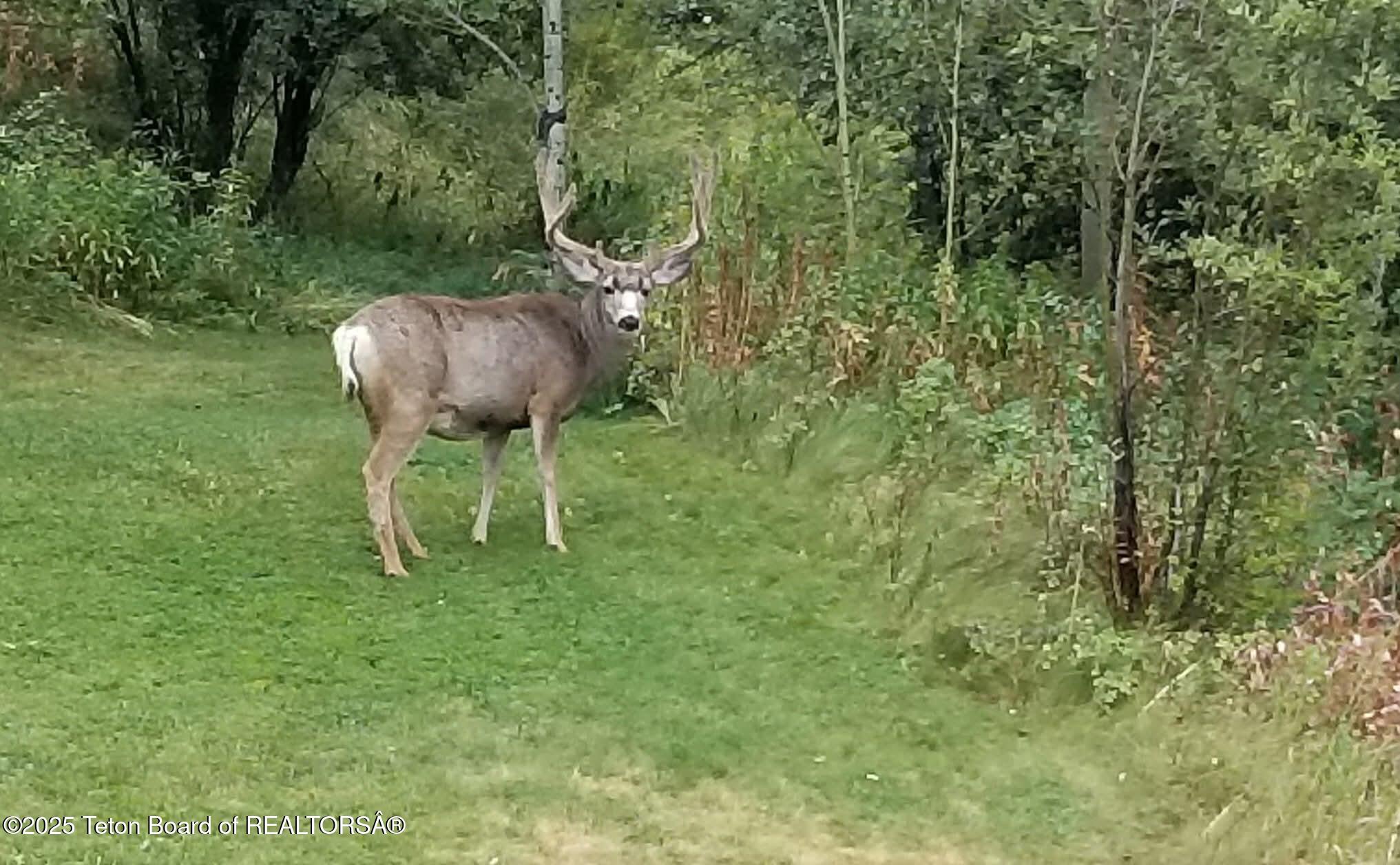 1035 E DEER CREEK Drive