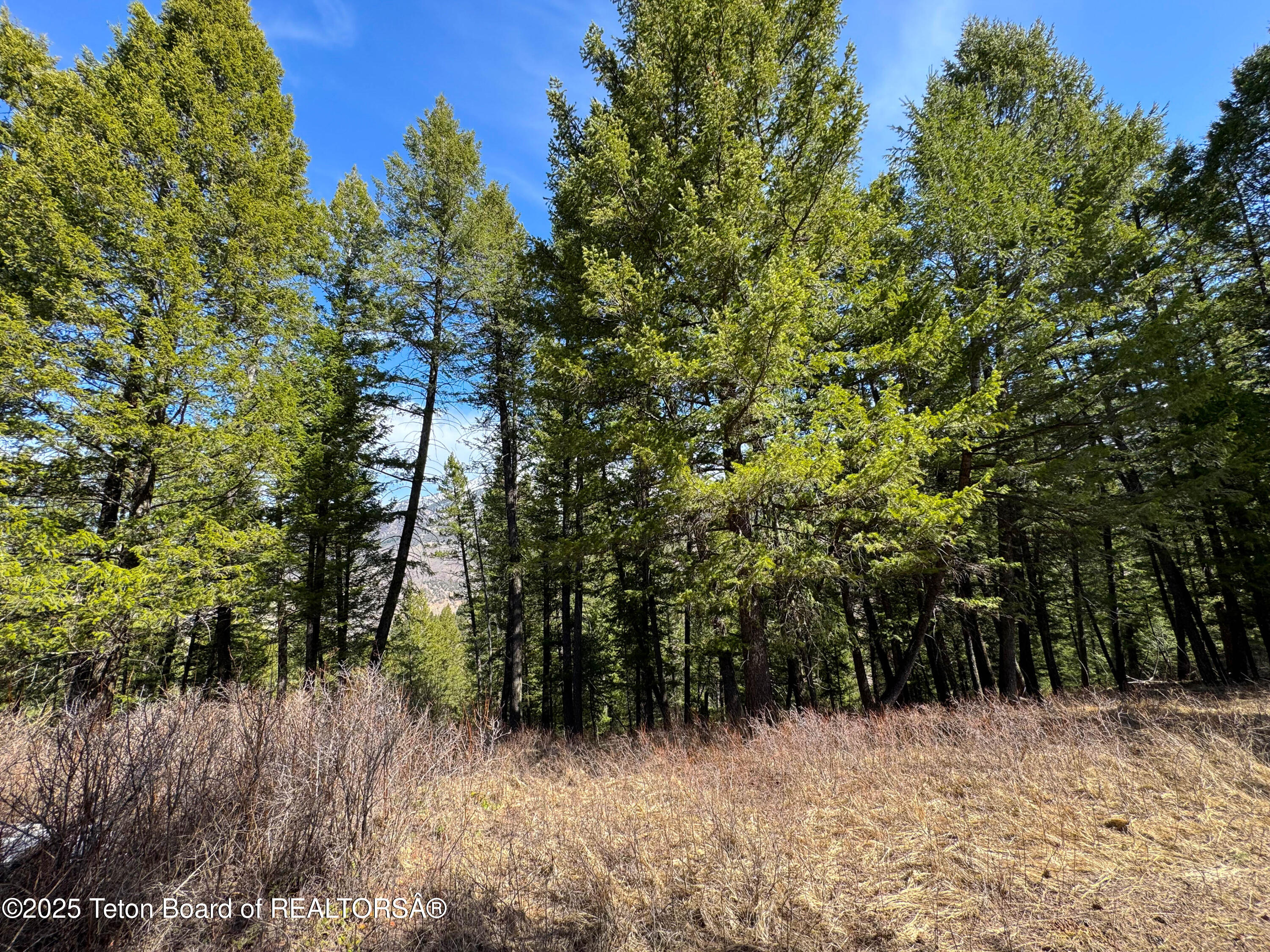 L26 BLK3 CUTTHROAT RUN