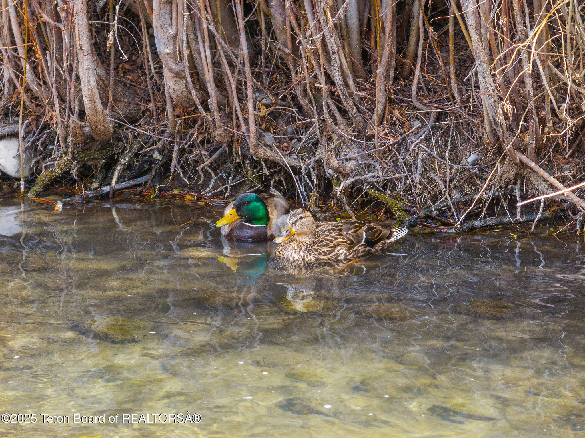 2032 DANDELION Court