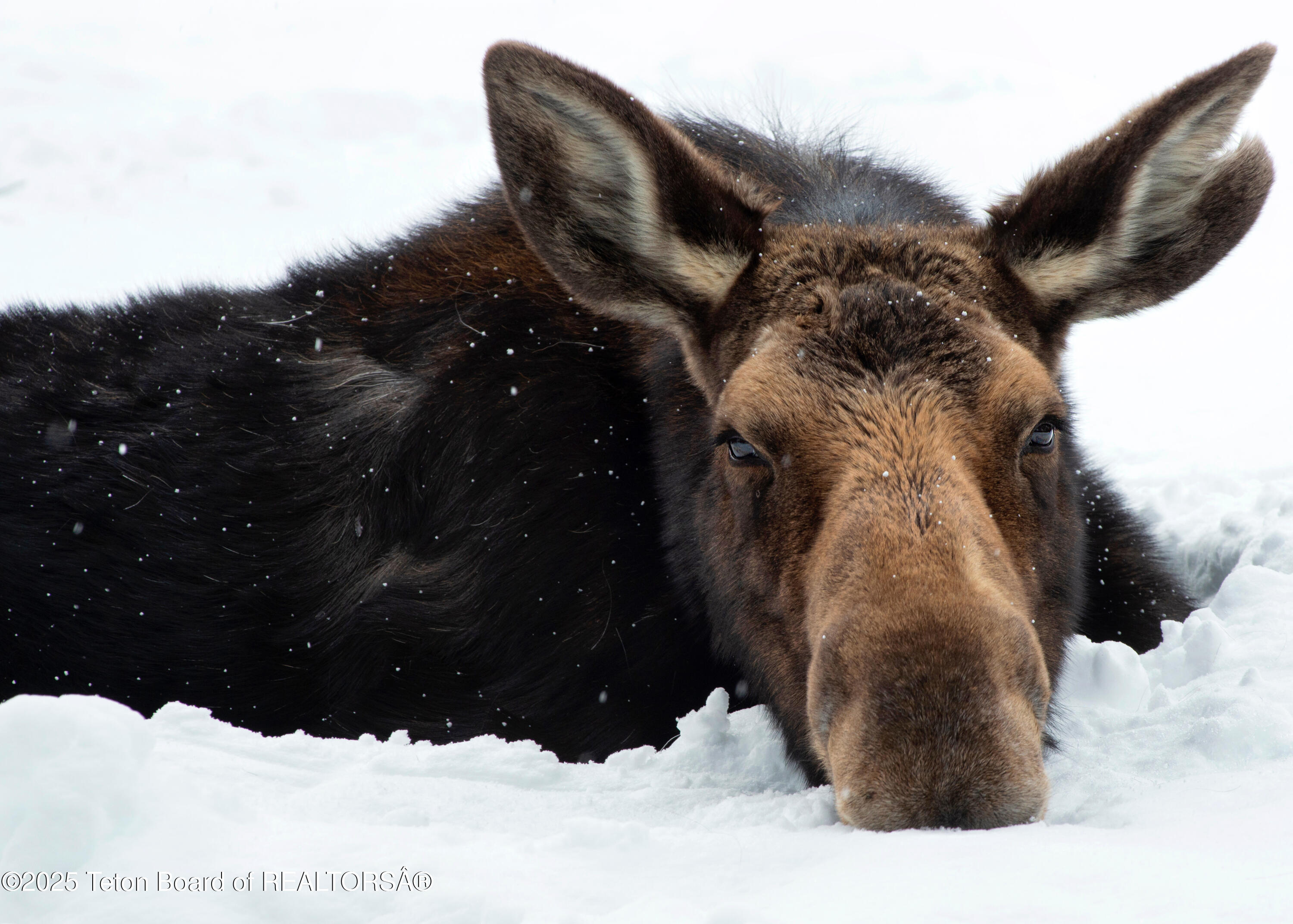 1920 W AMERICAN BRANT Road