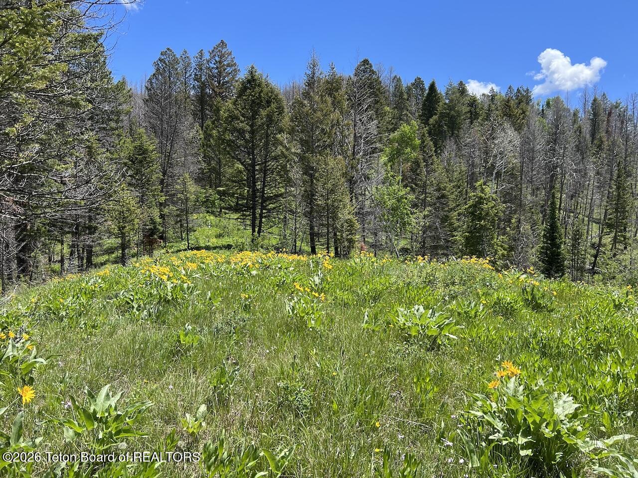 TBD DEER HAVEN 40 AC Road