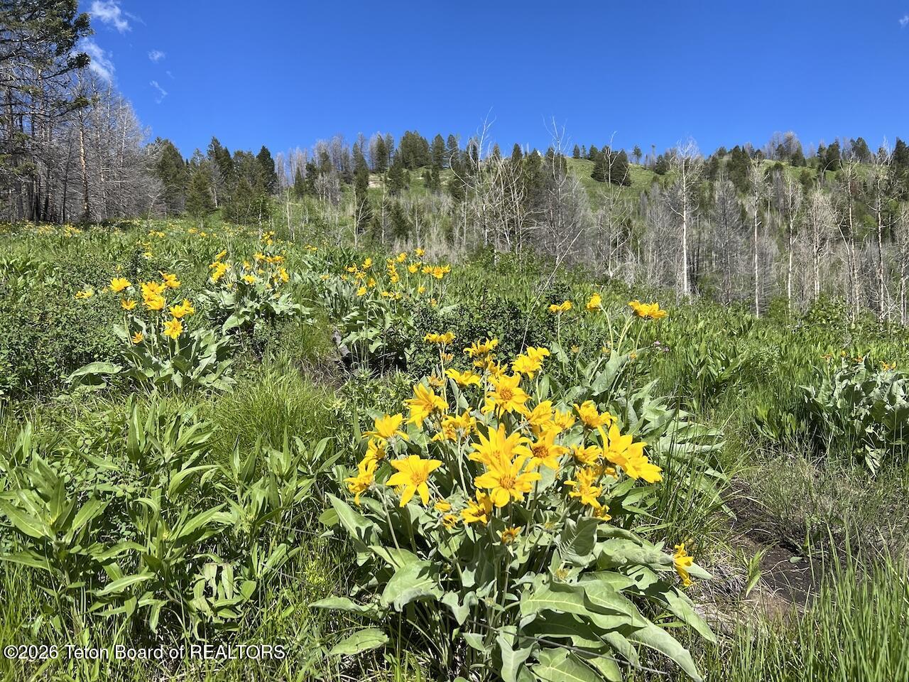 TBD DEER HAVEN 40 AC Road