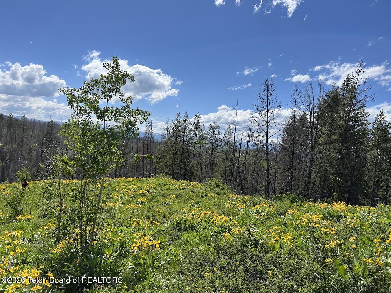 TBD DEER HAVEN 40 AC Road