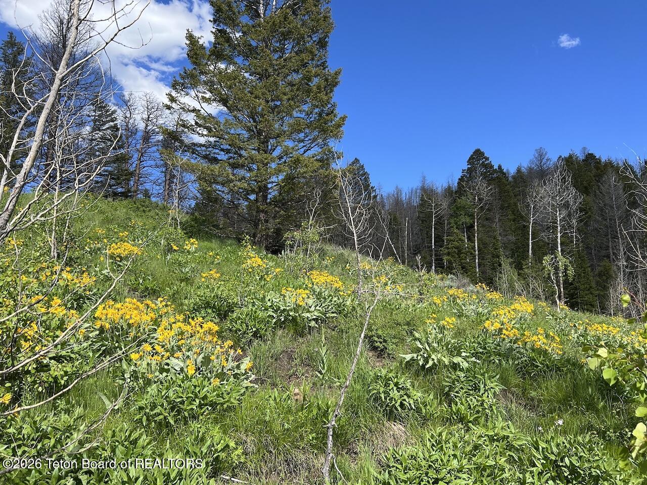 TBD DEER HAVEN 40 AC Road