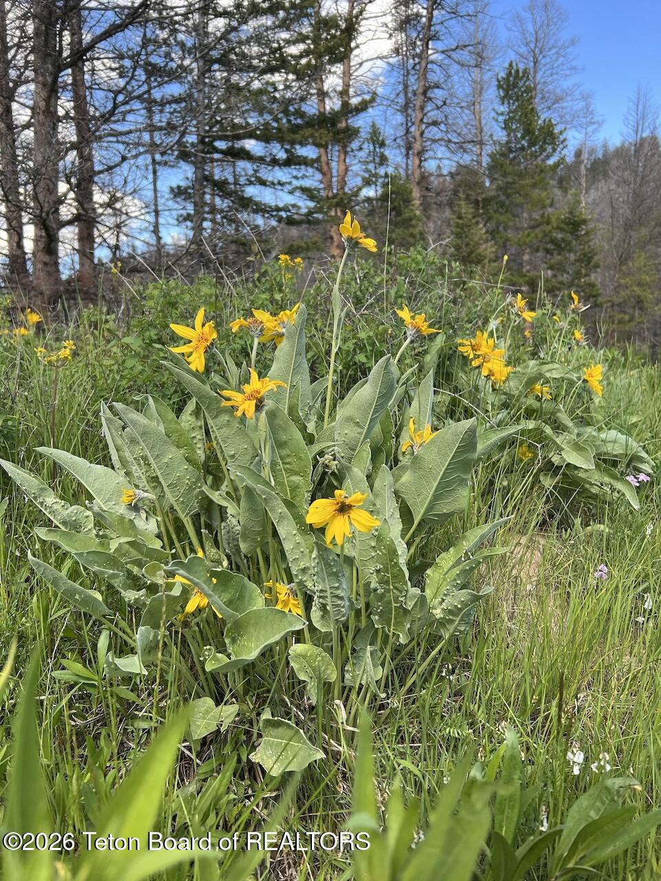TBD DEER HAVEN 40 AC Road