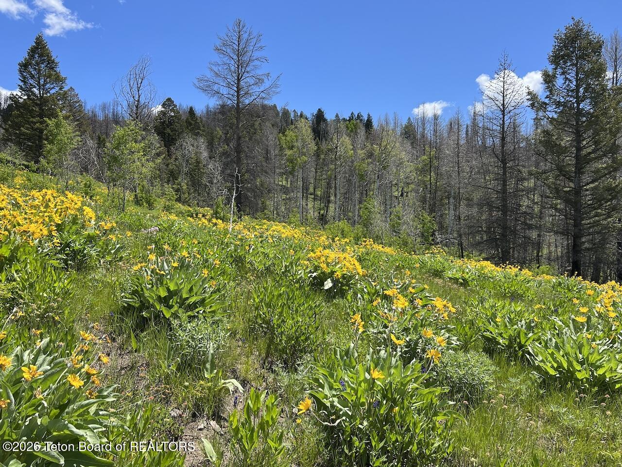 TBD DEER HAVEN 40 AC Road