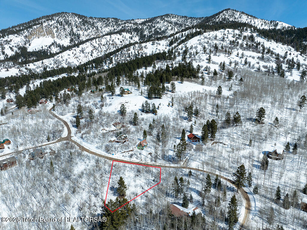 SNOW FOREST