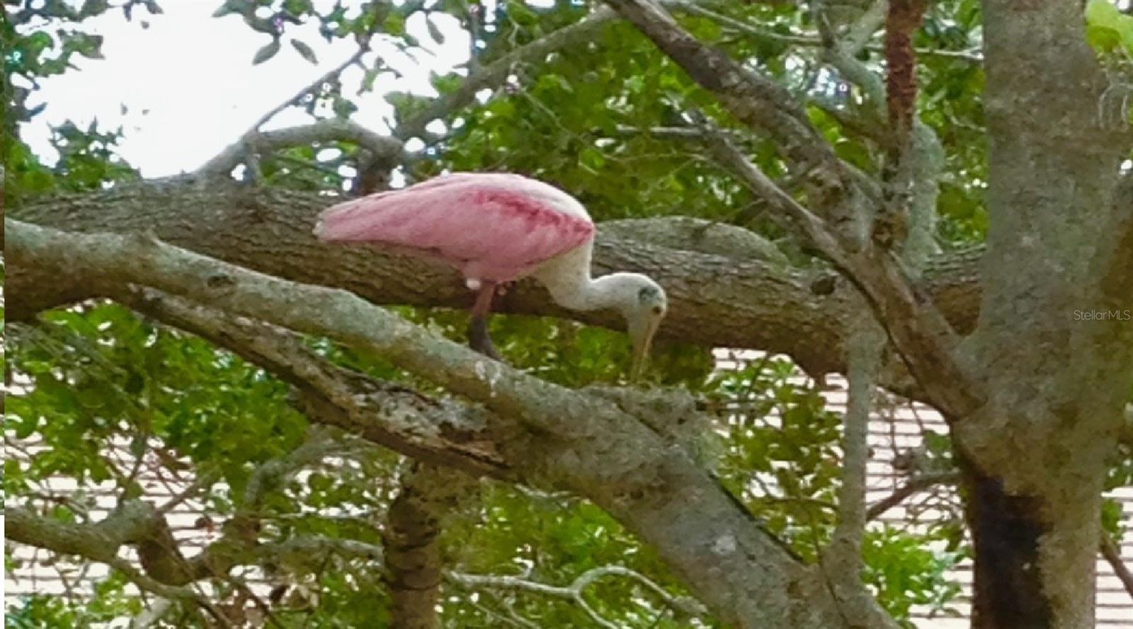 5688 PIPERS WAITE #50