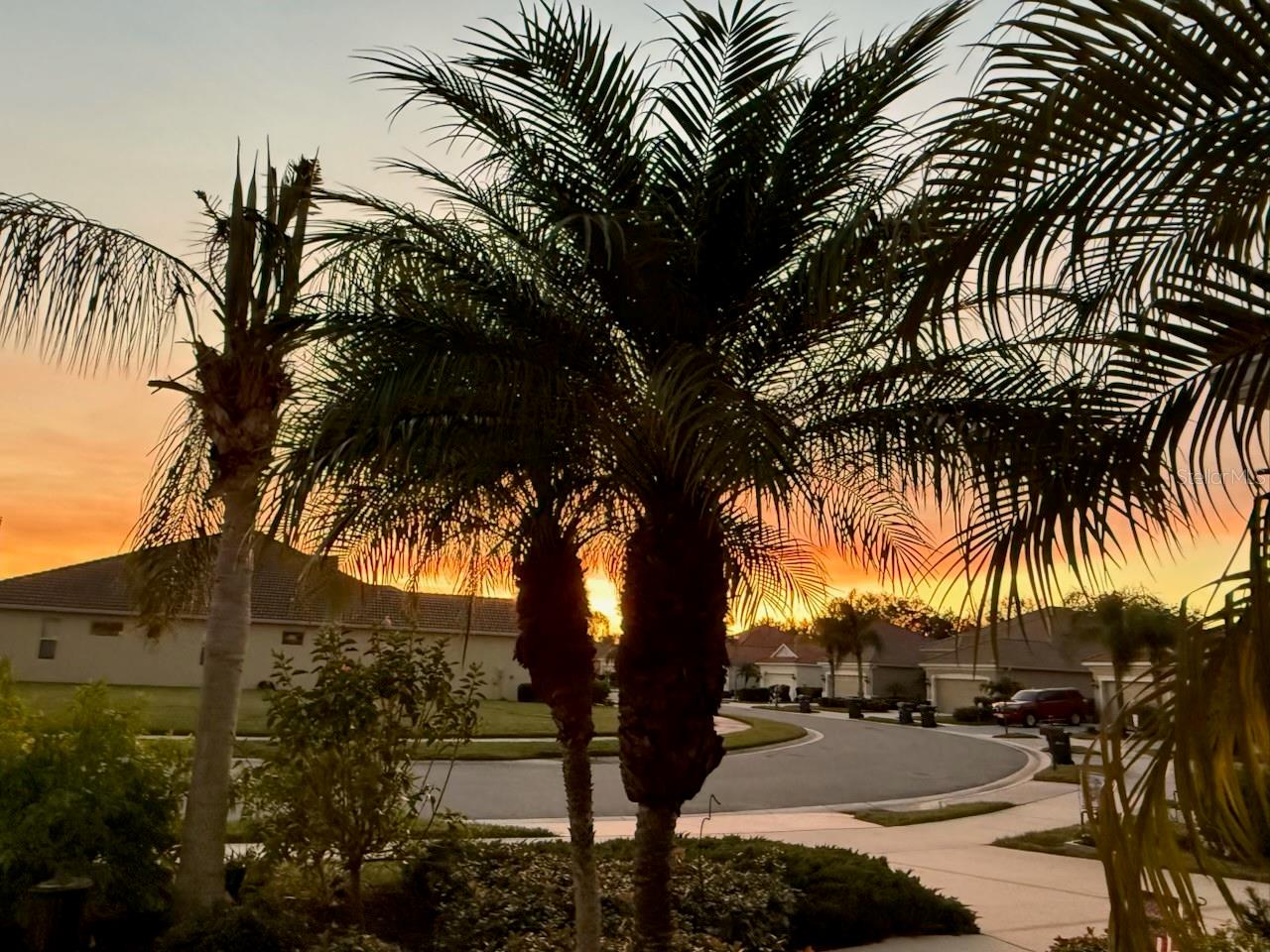 Residential street lined with palm trees at sunset, with a curved road and homes.