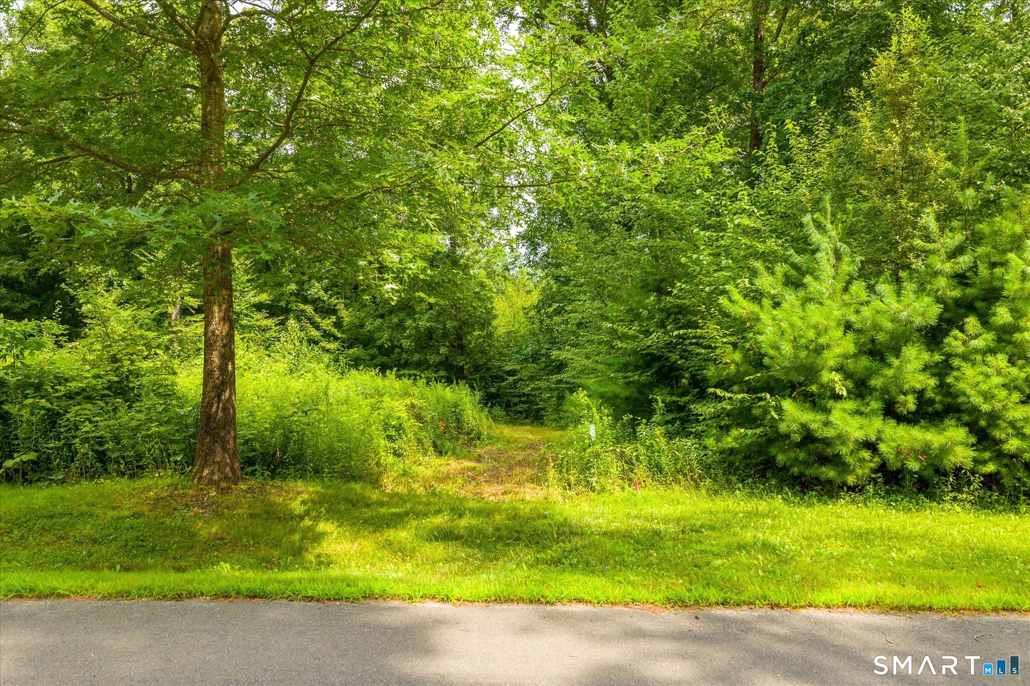 Wooded vacant lot with grassy roadside frontage and a small clearing among mature trees.