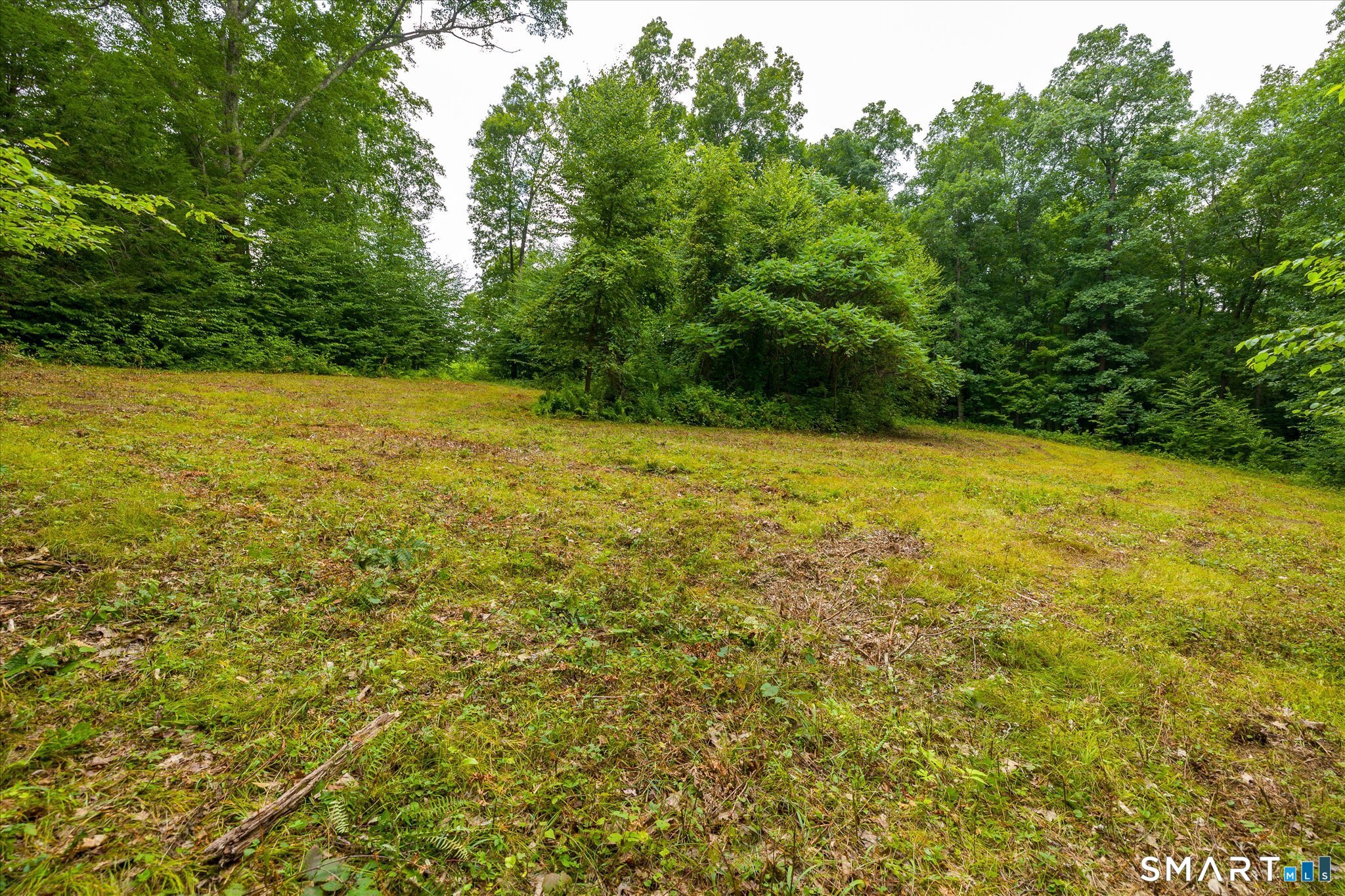 Grassy clearing bordered by dense summer woodland.